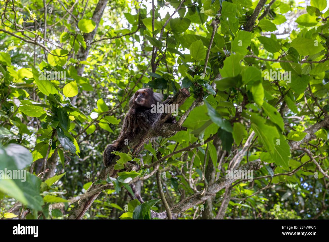Un Marmoset dans les arbres sur la montagne du pain de sucre, Rio de Janeiro, Brésil. Banque D'Images