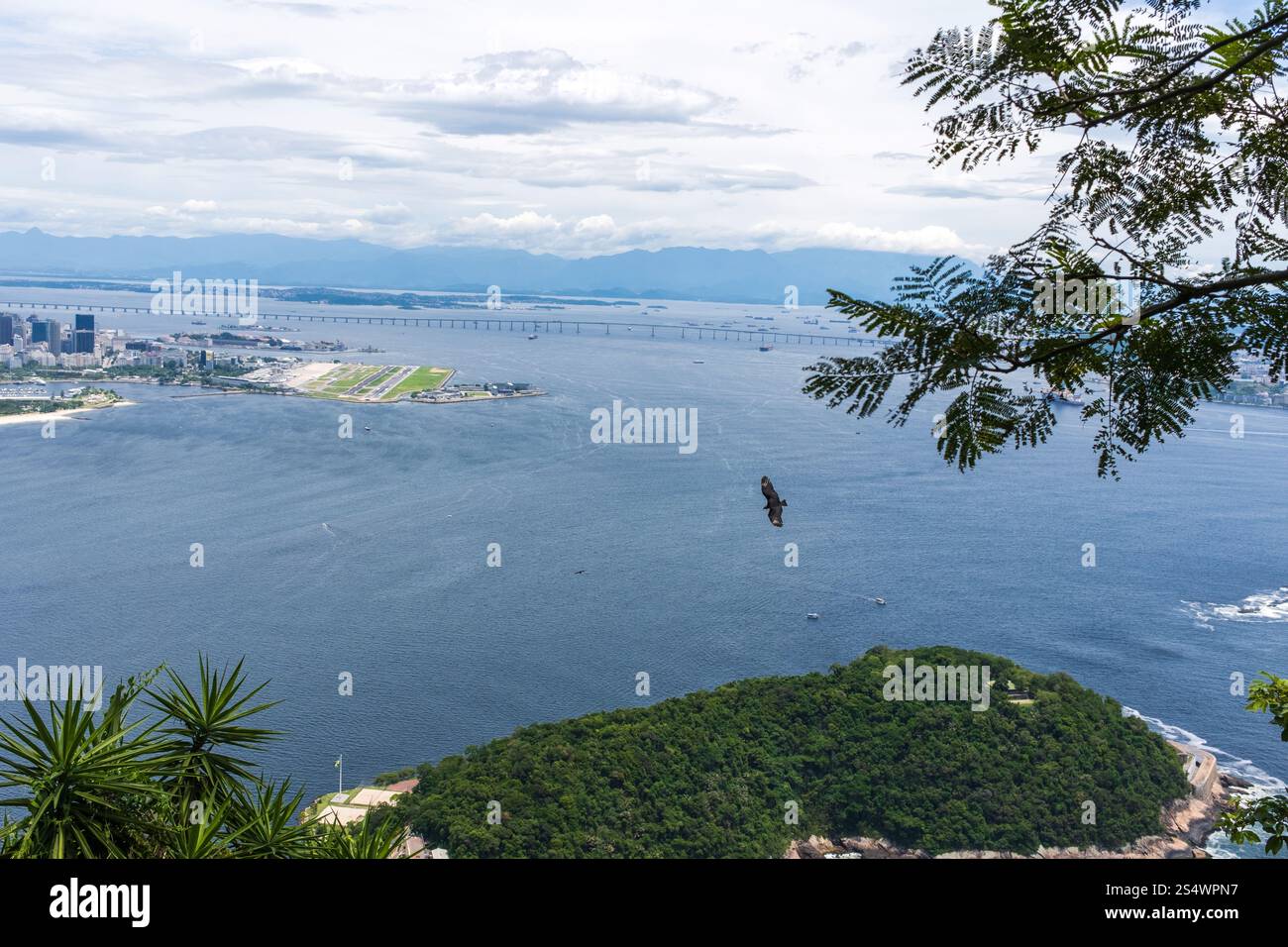 Un oiseau de proie survole la baie de Guanabara, Rio de Janeiro, Brésil. Banque D'Images