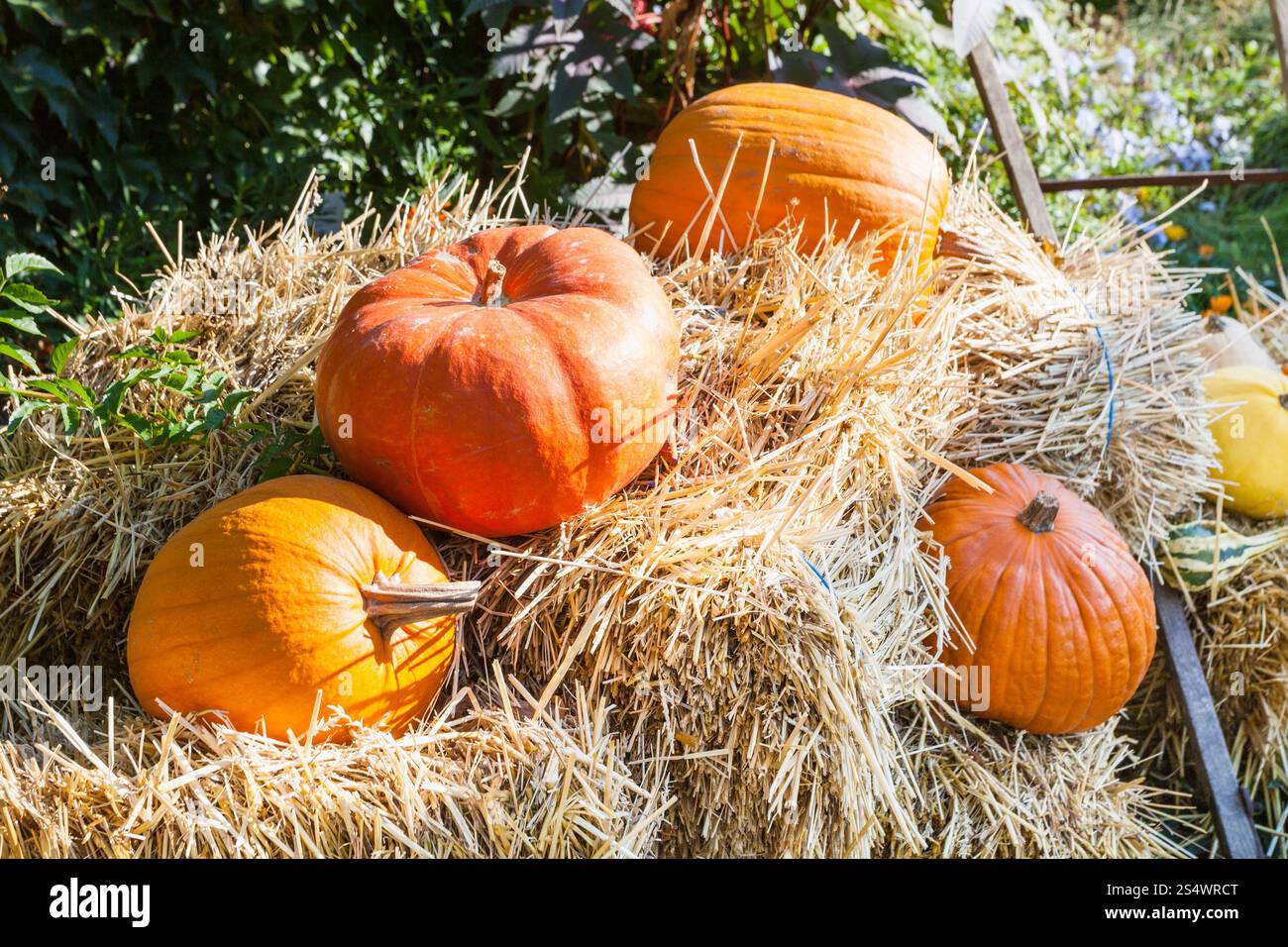 Plusieurs potirons mûrs sur la paille dans la journée ensoleillée d'automne dans le jardin Banque D'Images