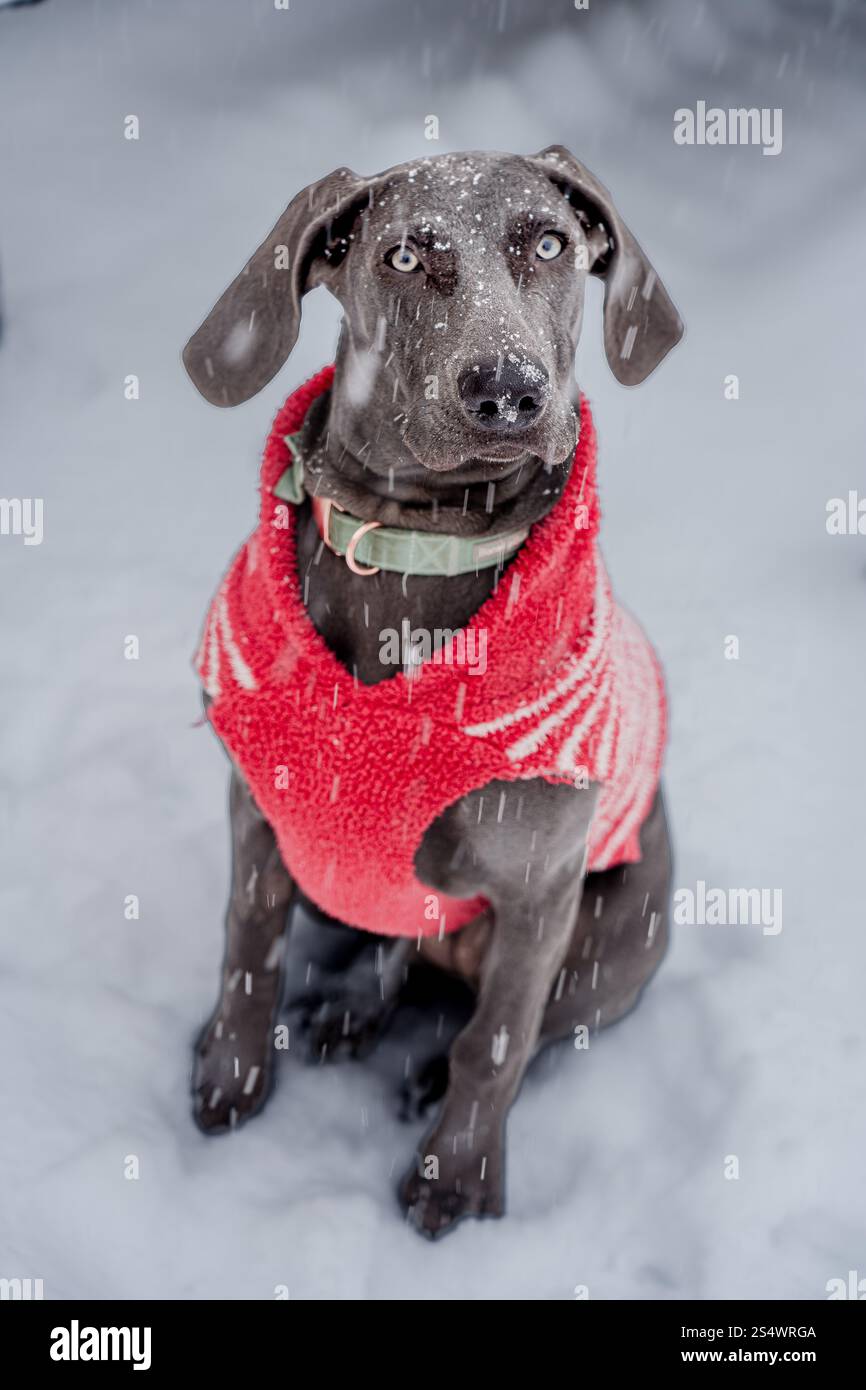 Bleu femelle Weimaraner chiot dans la neige Banque D'Images