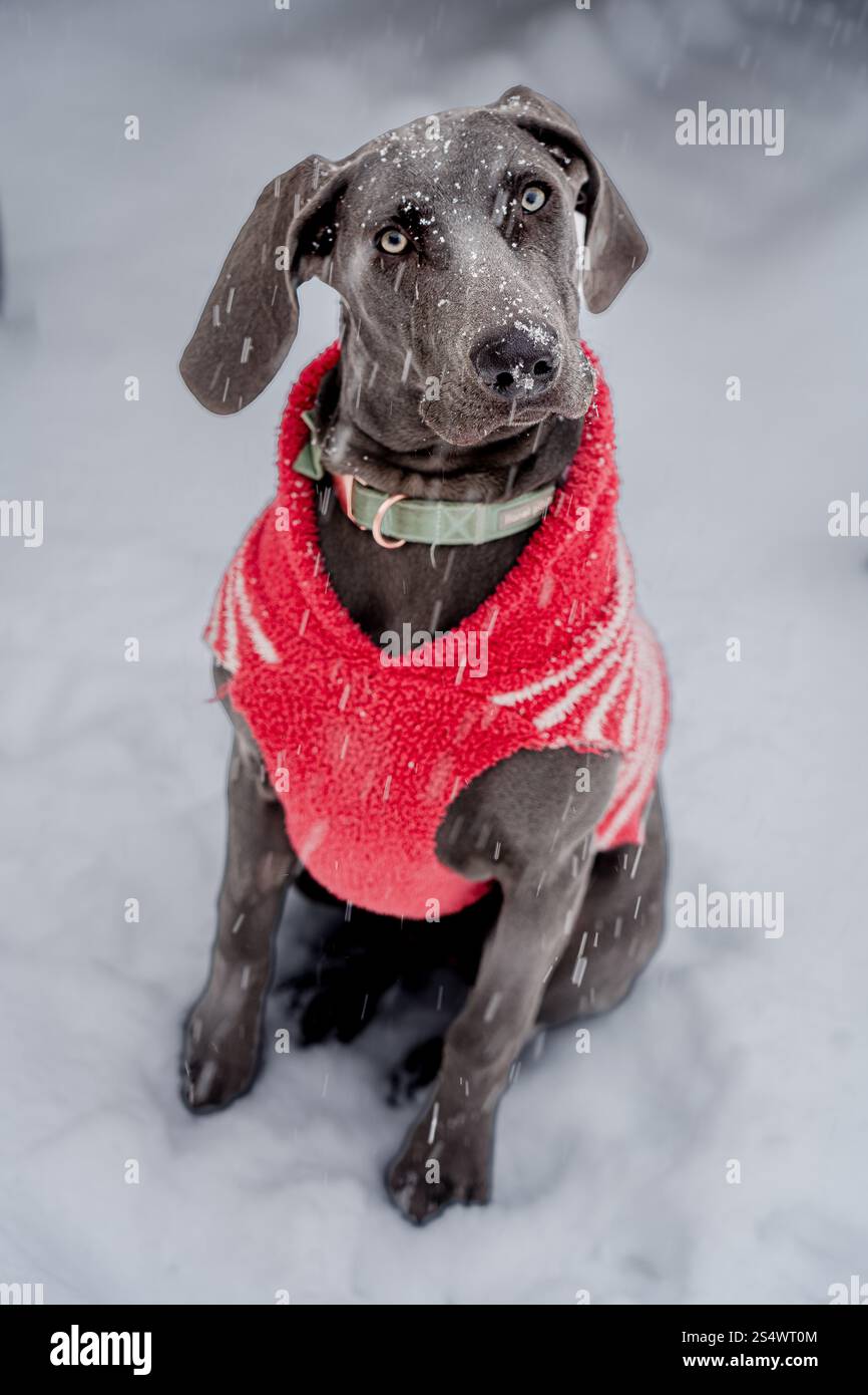 Bleu femelle Weimaraner chiot dans la neige Banque D'Images