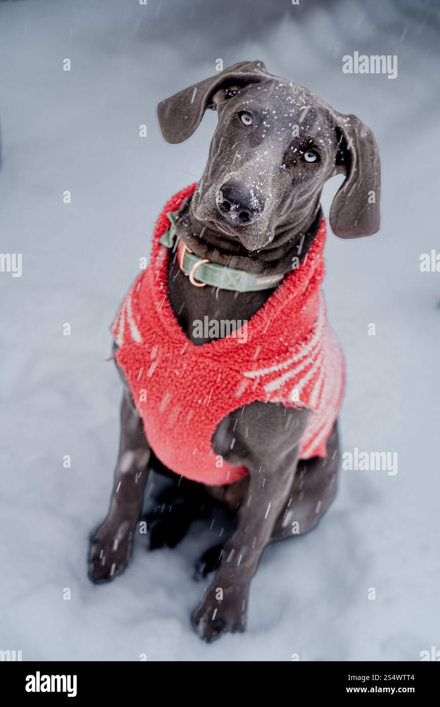 Bleu femelle Weimaraner chiot dans la neige Banque D'Images