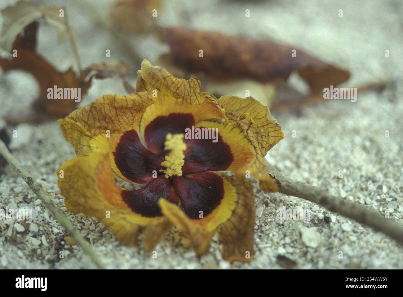 Une fleur tropicale sur la plage de l'île et atoll des îles Maldives dans l'océan indien. ASIE OCÉAN INDIEN MALDIVES FLEURS TROPICALES Banque D'Images