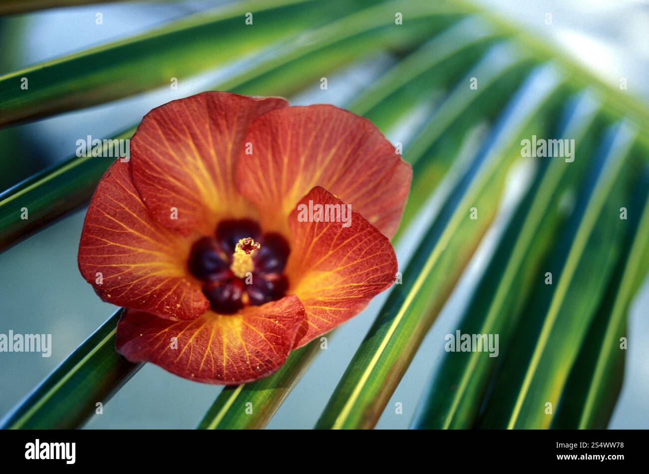 Une fleur tropicale sur la plage de l'île et atoll des îles Maldives dans l'océan indien. ASIE OCÉAN INDIEN MALDIVES FLEURS TROPICALES Banque D'Images
