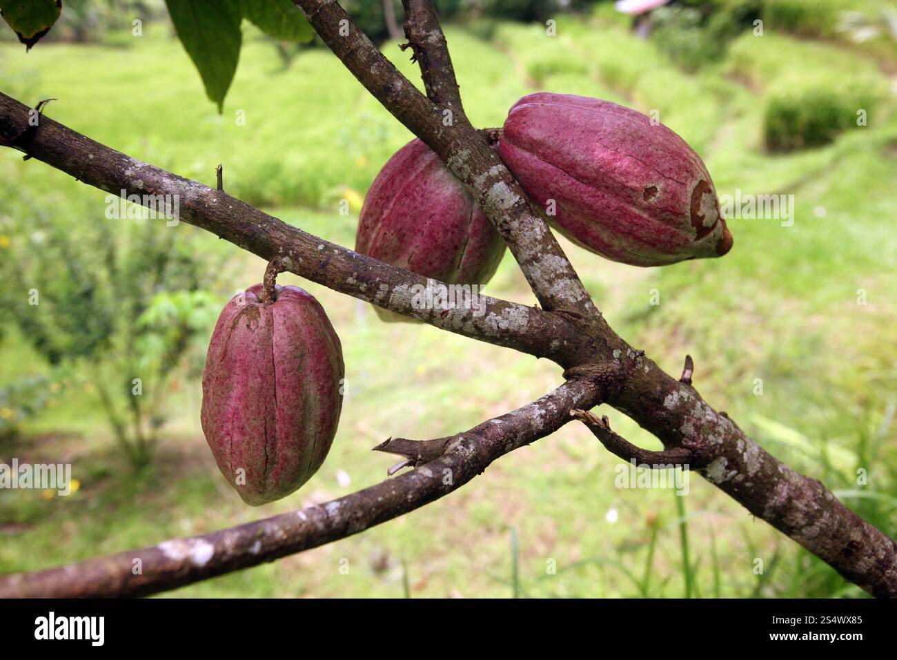 Une plantation de cacao et paysage dans le centre de Bali sur l'île Bali en indonésie dans le sud-astasie. ASIE INDONÉSIE BALI PAYSAGE CACAO CACAO Banque D'Images