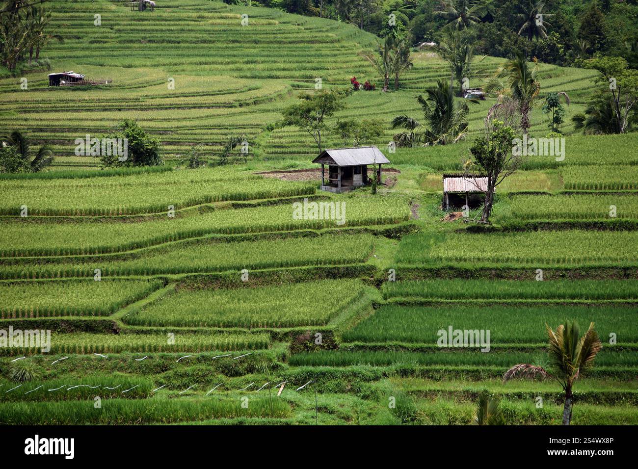 Un champ de ricefield et paysage dans le centre de Bali sur l'île Bali en indonésie dans le sud-astasie. ASIE INDONÉSIE BALI PAYSAGE RICEFIELD Banque D'Images