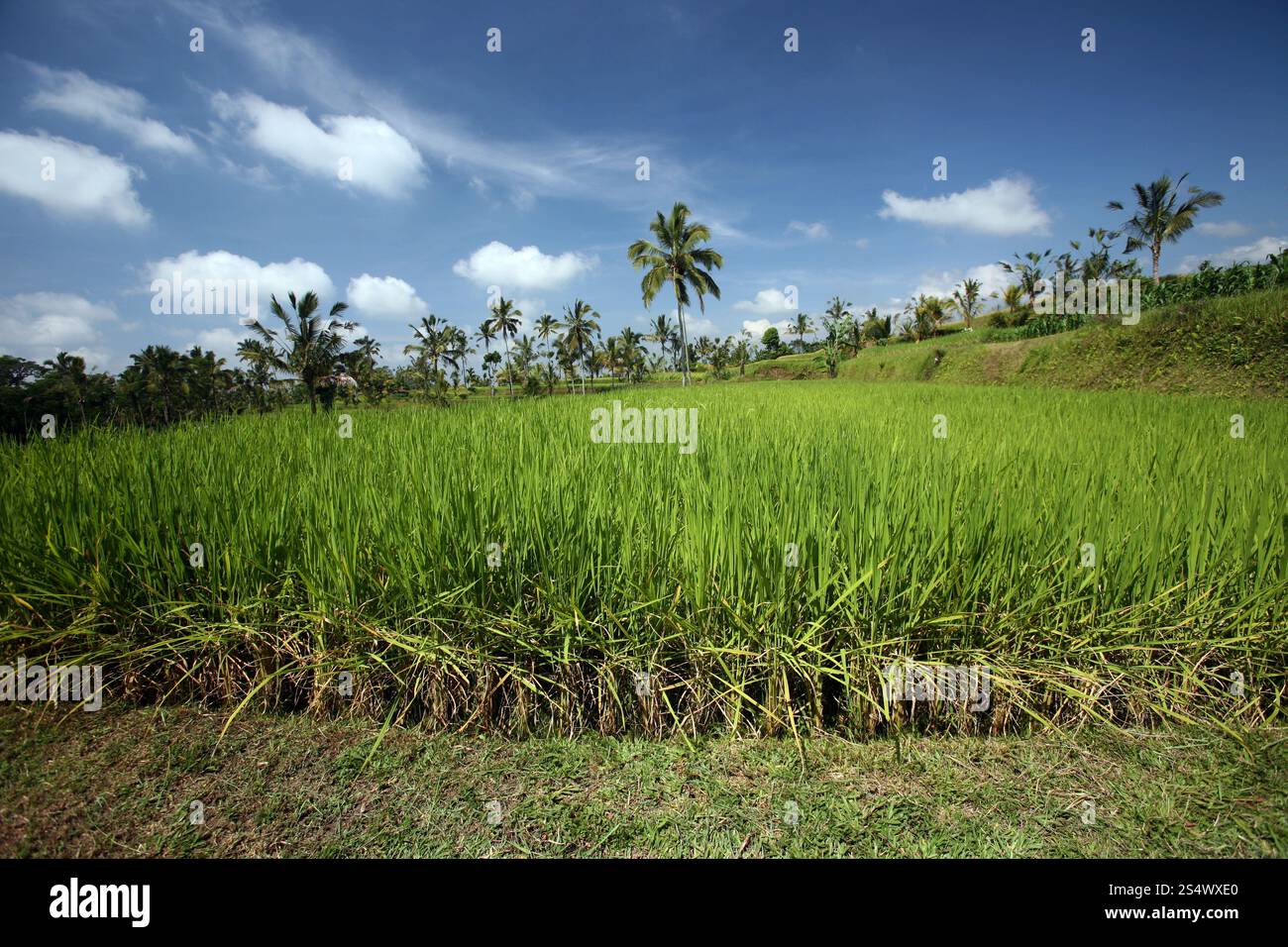 Un champ de ricefield et paysage dans le centre de Bali sur l'île Bali en indonésie dans le sud-astasie. ASIE INDONÉSIE BALI PAYSAGE RICEFIELD Banque D'Images