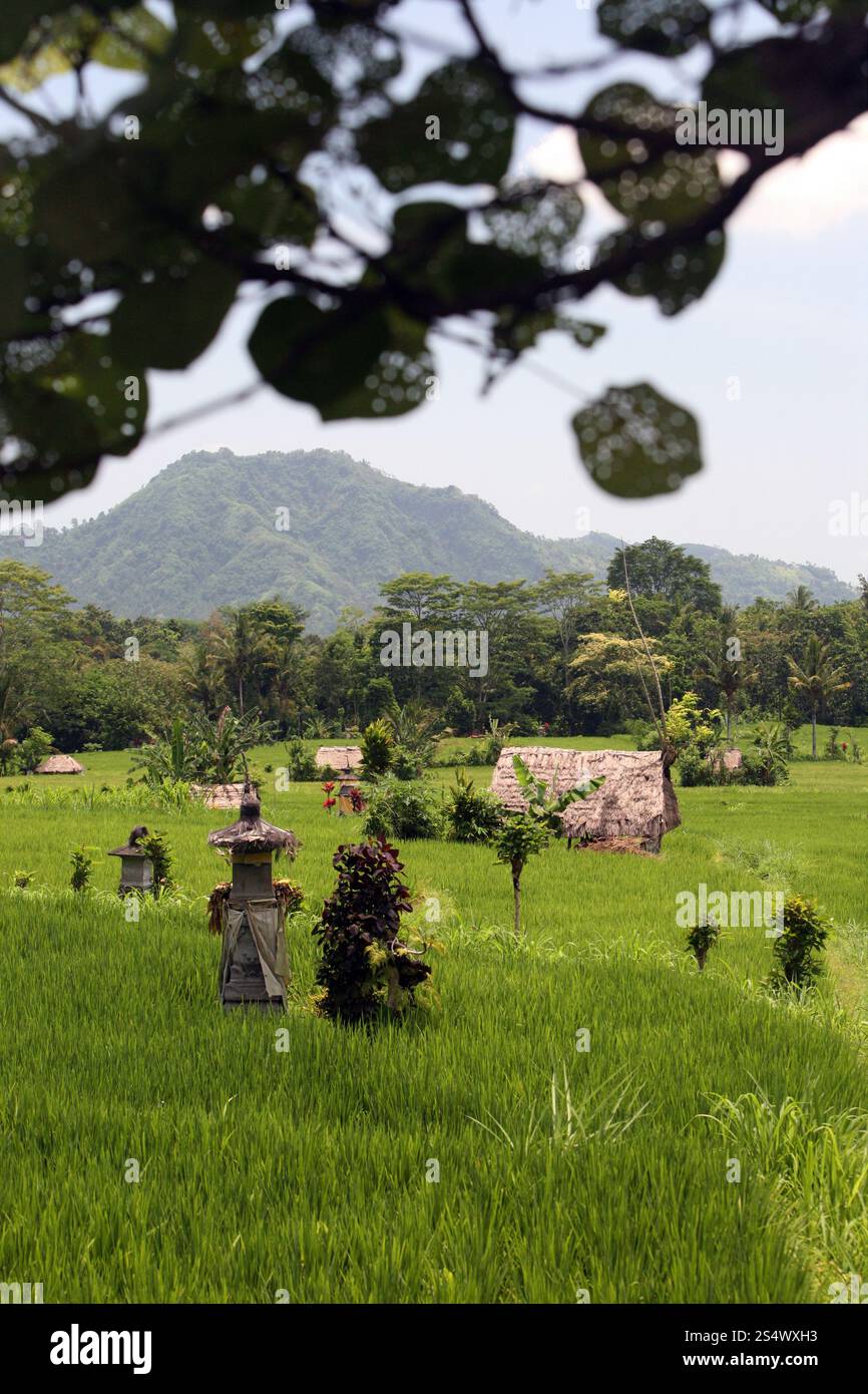 Un champ de ricefield et paysage dans le centre de Bali sur l'île Bali en indonésie dans le sud-astasie. ASIE INDONÉSIE BALI PAYSAGE RICEFIELD Banque D'Images