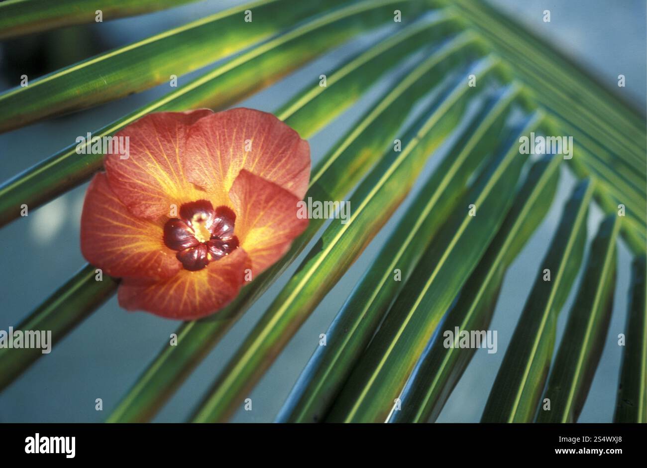 Une fleur tropicale sur la plage de l'île et atoll des îles Maldives dans l'océan indien. ASIE OCÉAN INDIEN MALDIVES FLEURS TROPICALES Banque D'Images