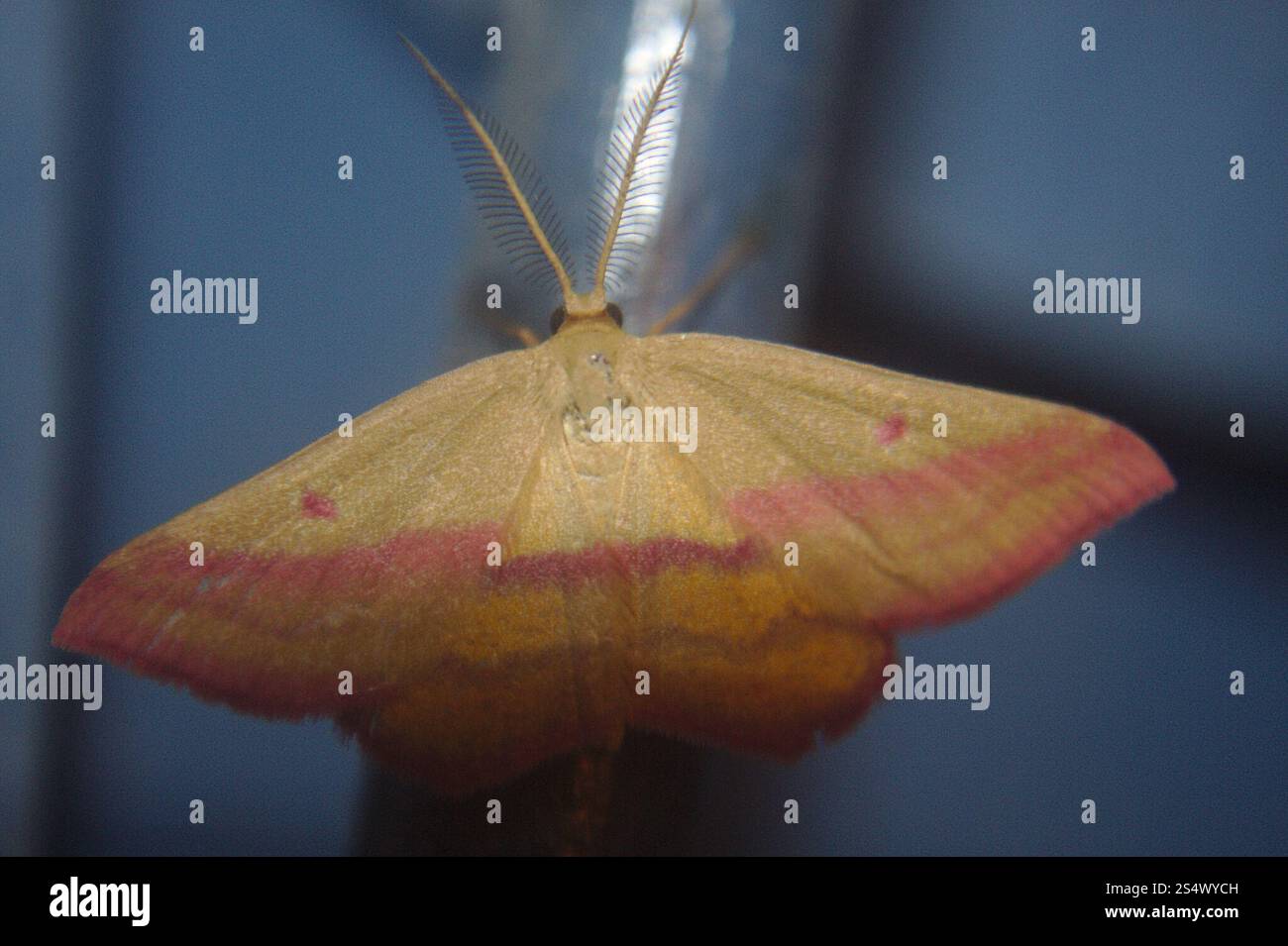 Teigne géomètre de l'aspersion (Haematopis grataria) Banque D'Images