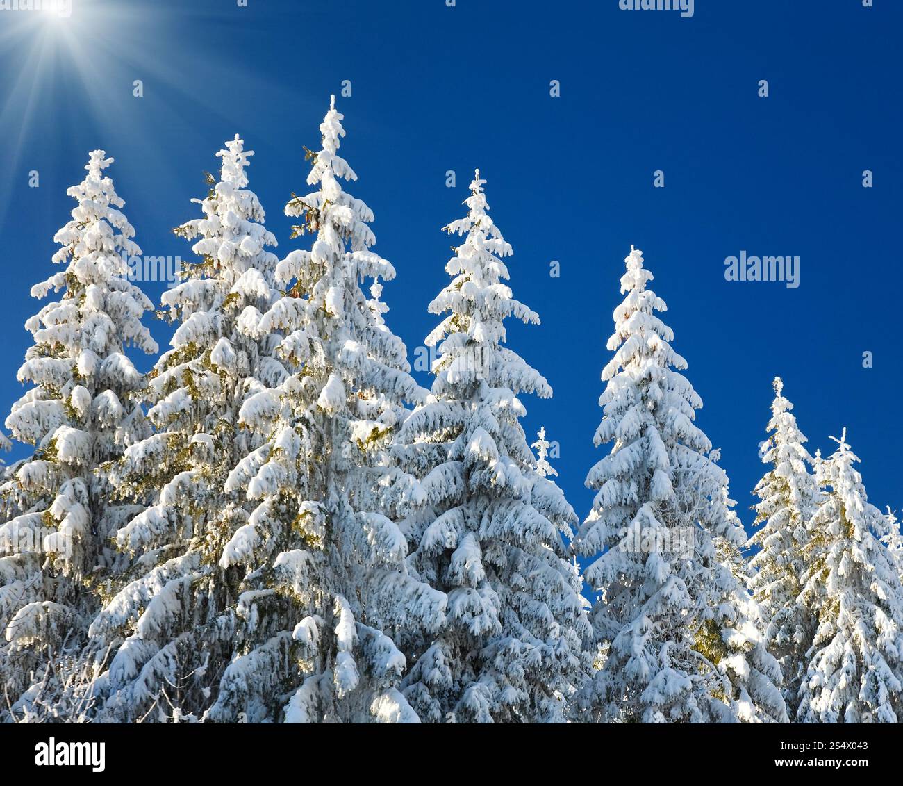Régime d'hiver et la neige a couvert des arbres sur fond de ciel soleil bleu Banque D'Images Régime d'hiver et la neige a couvert des arbres sur fond de ciel soleil bleu Banque D'Images