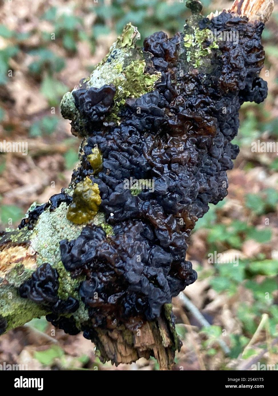 Beurre de Warlock (Exidia nigricans) Banque D'Images