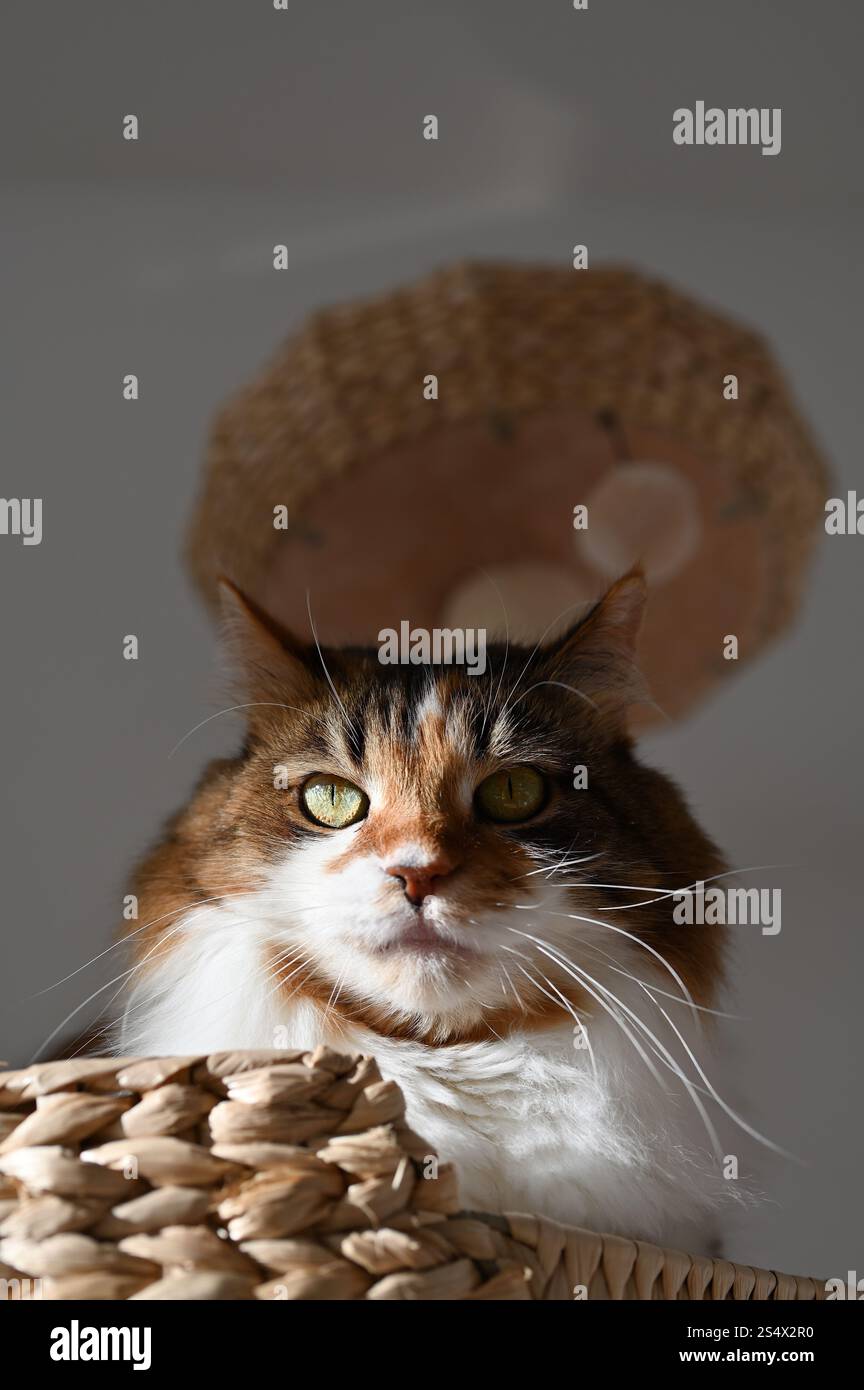 Un chat moelleux est allongé sur l'arbre à chat Banque D'Images