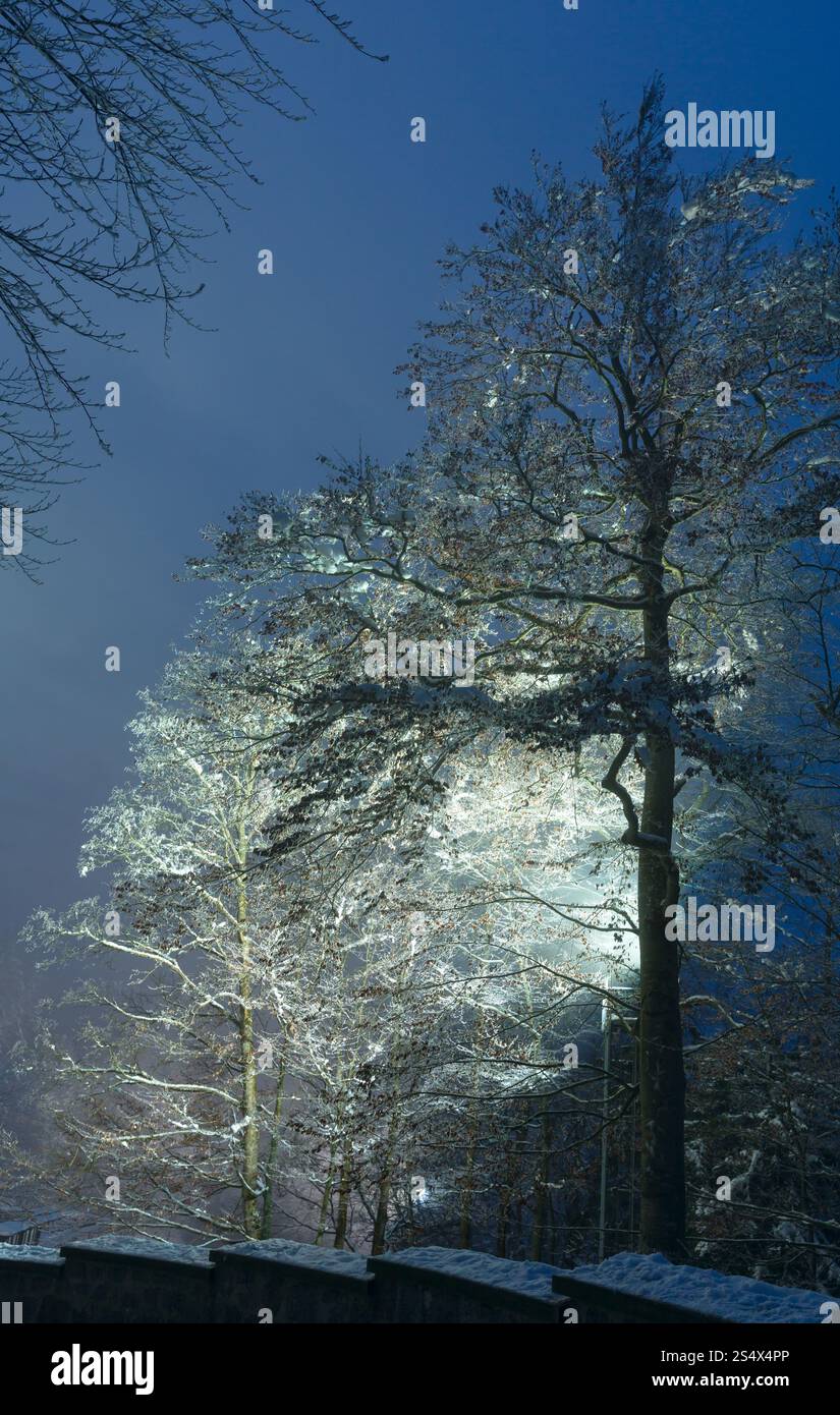 Couvert de glace hauts arbres (lampe rue illuminée) sur fond de ciel de nuit. Banque D'Images