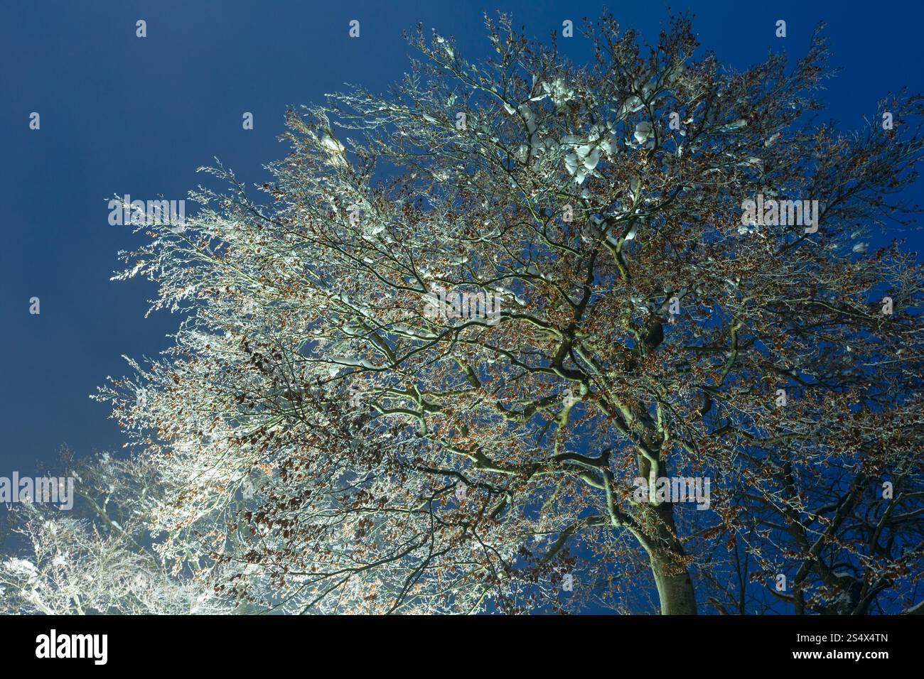 Couvert de glace hauts arbres (lampe rue illuminée) sur fond de ciel de nuit. Banque D'Images