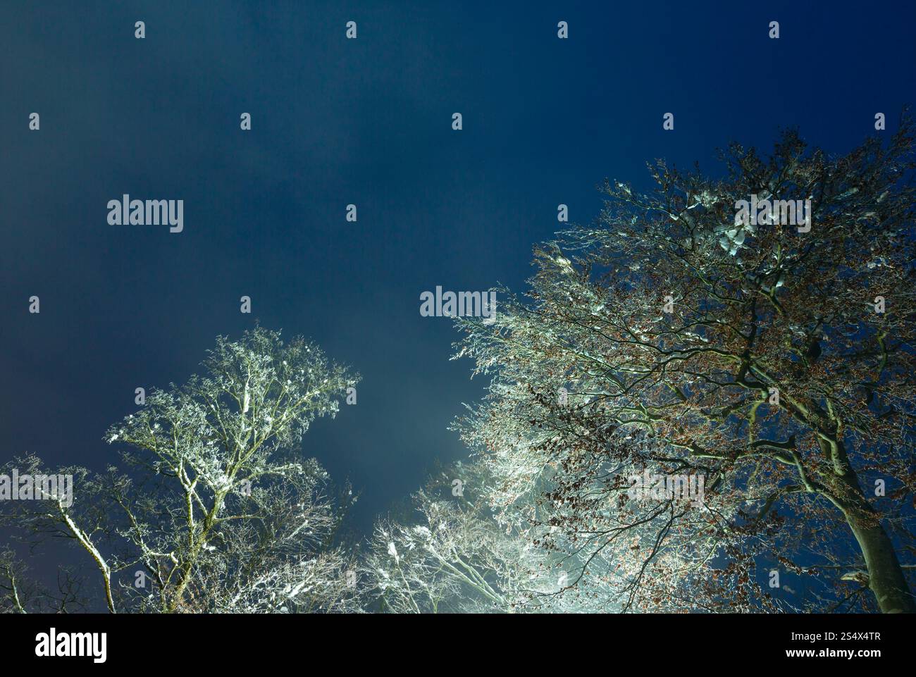 Couvert de glace hauts arbres (lampe rue illuminée) sur fond de ciel de nuit. Banque D'Images