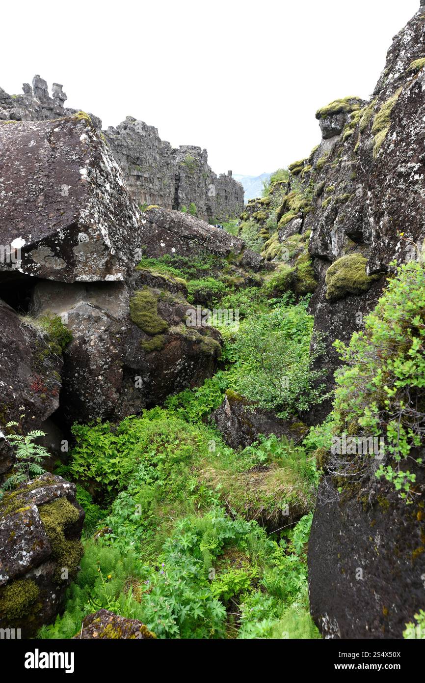 Almannagjá Rift marque la séparation entre la plaque américaine et la plaque eurasienne. Parc national de Thingvellir, Islande. Banque D'Images