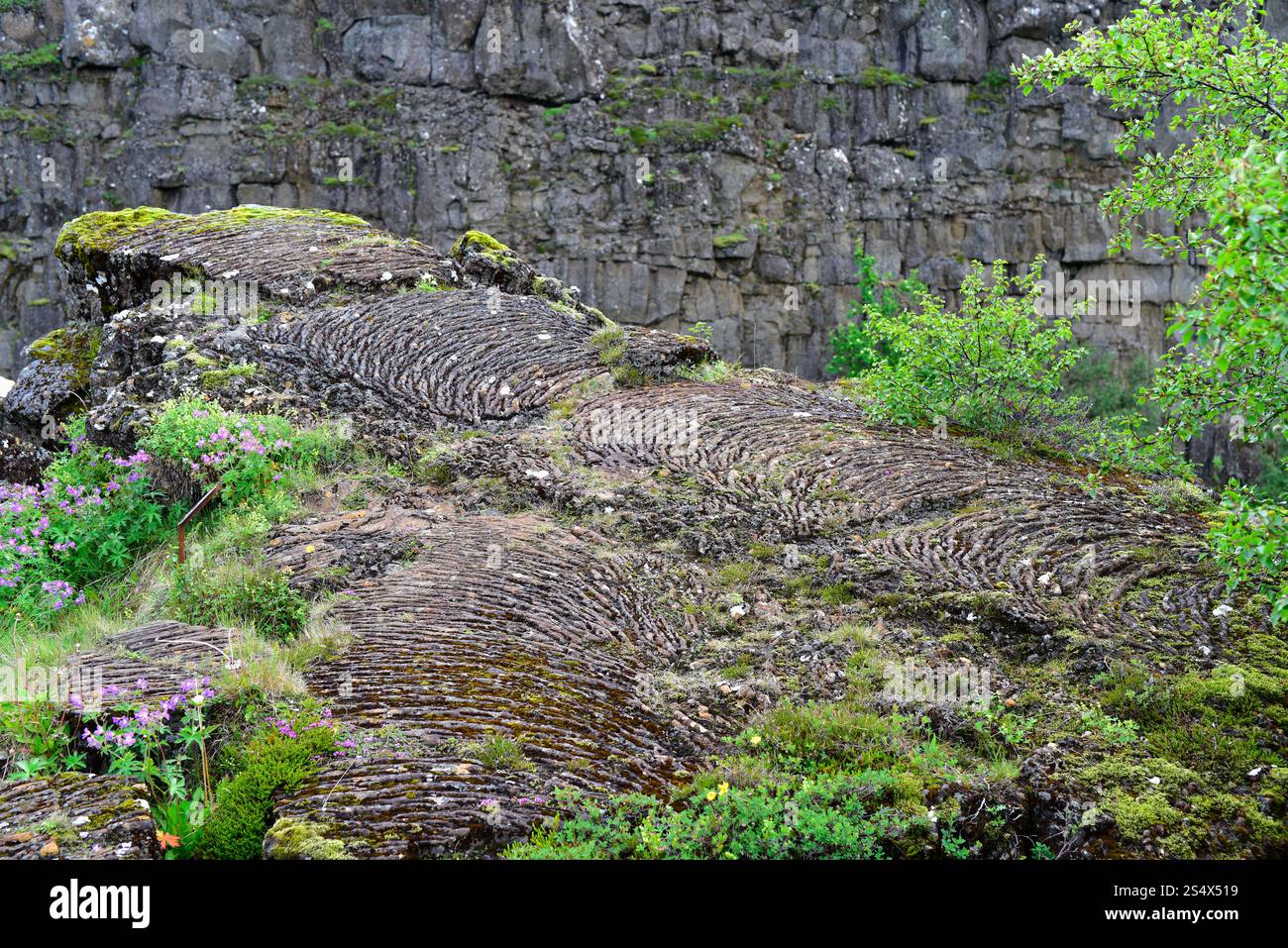 Almannagjá Rift marque la séparation entre la plaque américaine et la plaque eurasienne. Lave Pahoehoe. Parc national de Thingvellir, Islande. Banque D'Images