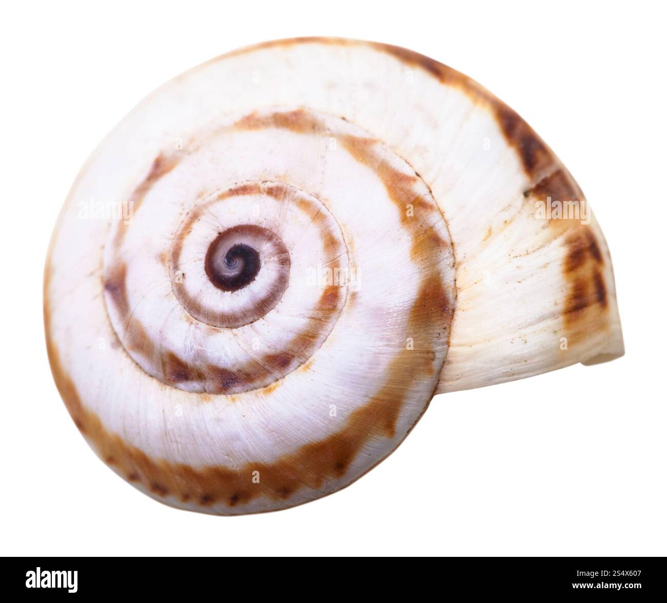 Mollusque spirale coquille de l'escargot petit isolé sur fond blanc Banque D'Images