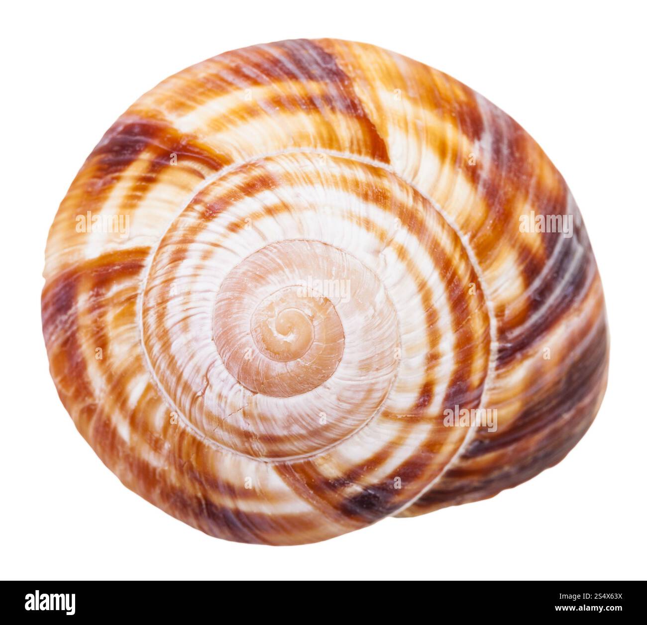 Mollusque en spirale de la coquille de l'escargot terrestre isolé sur fond blanc Banque D'Images
