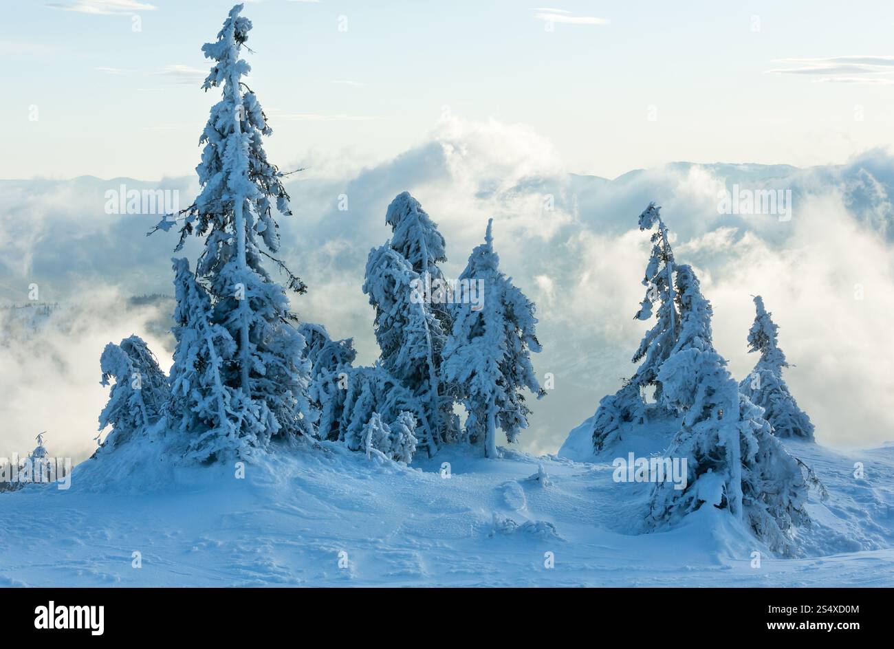 Sapins neigeux glacés inclinés en hiver matin montagne nuageuse. Banque D'Images