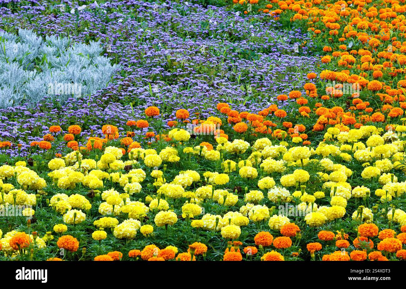 L'orange et le jaune des fleurs de souci sur parterre. Banque D'Images
