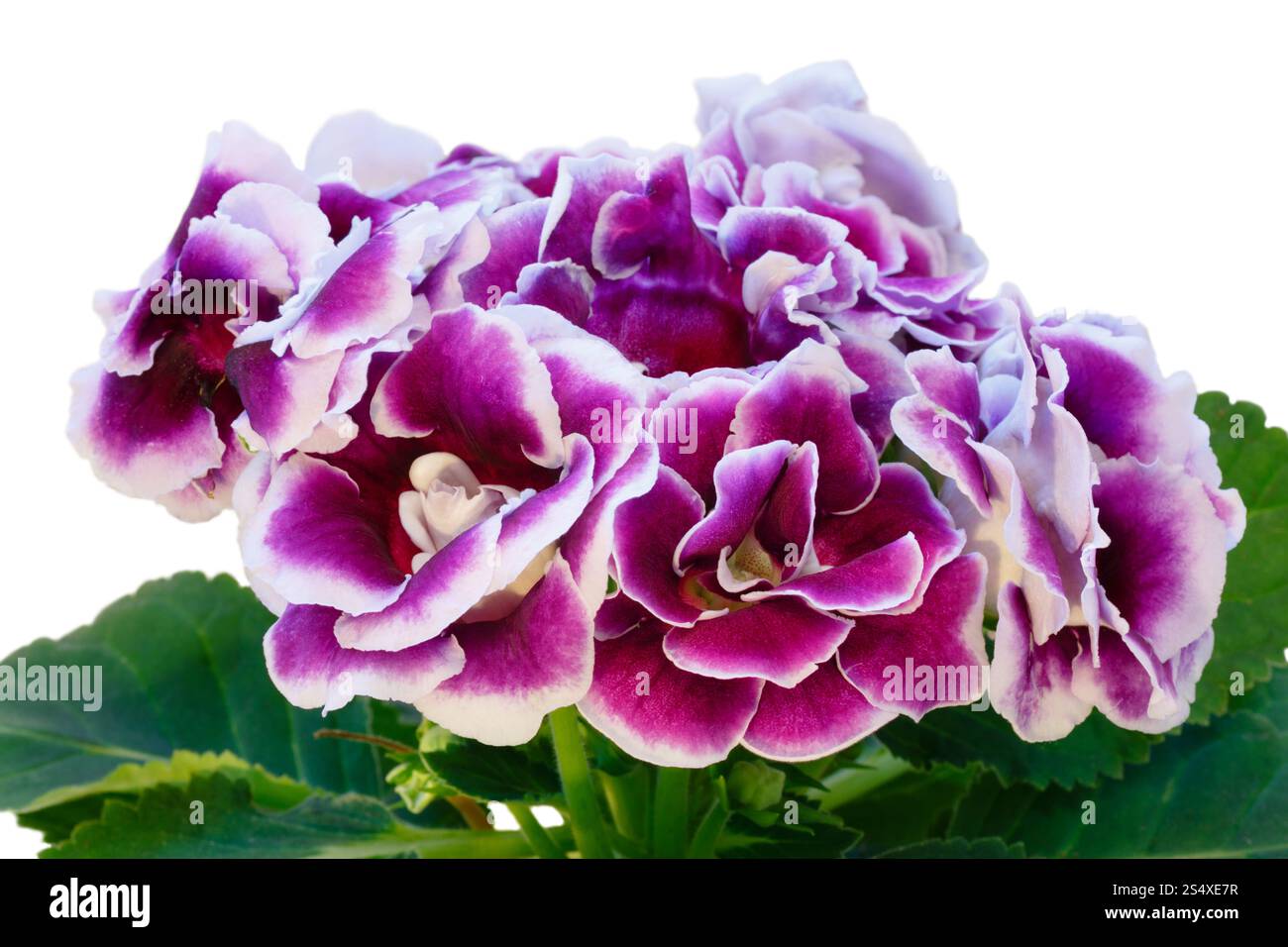 Gloxinia plante avec des fleurs violet-blanc isolé sur blanc. Banque D'Images