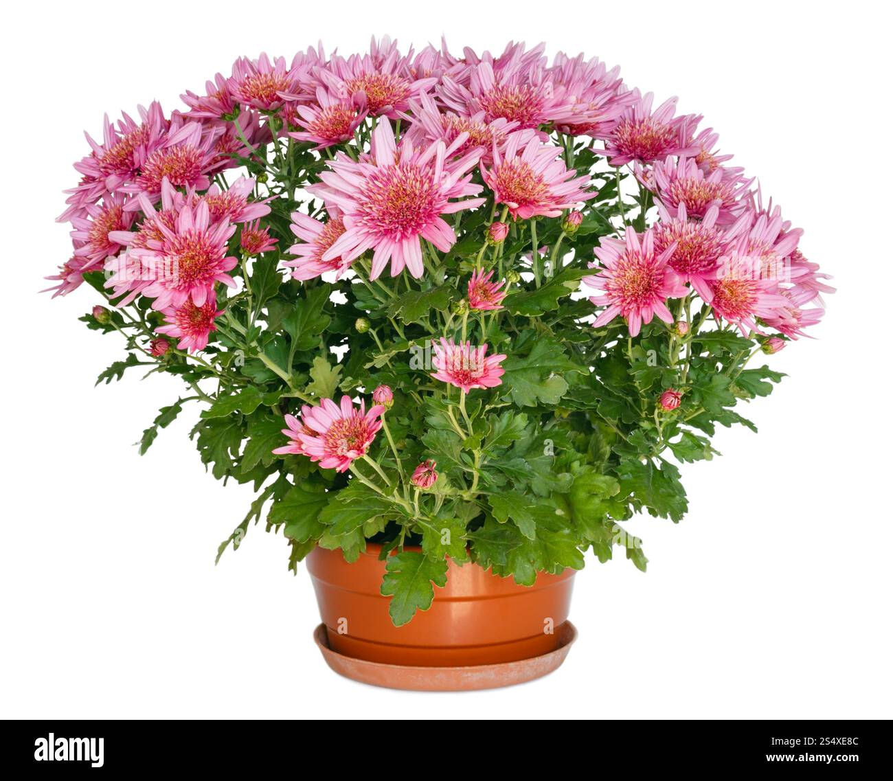 Fleurs roses de chrysanthème plante en pot isolé sur blanc. Banque D'Images