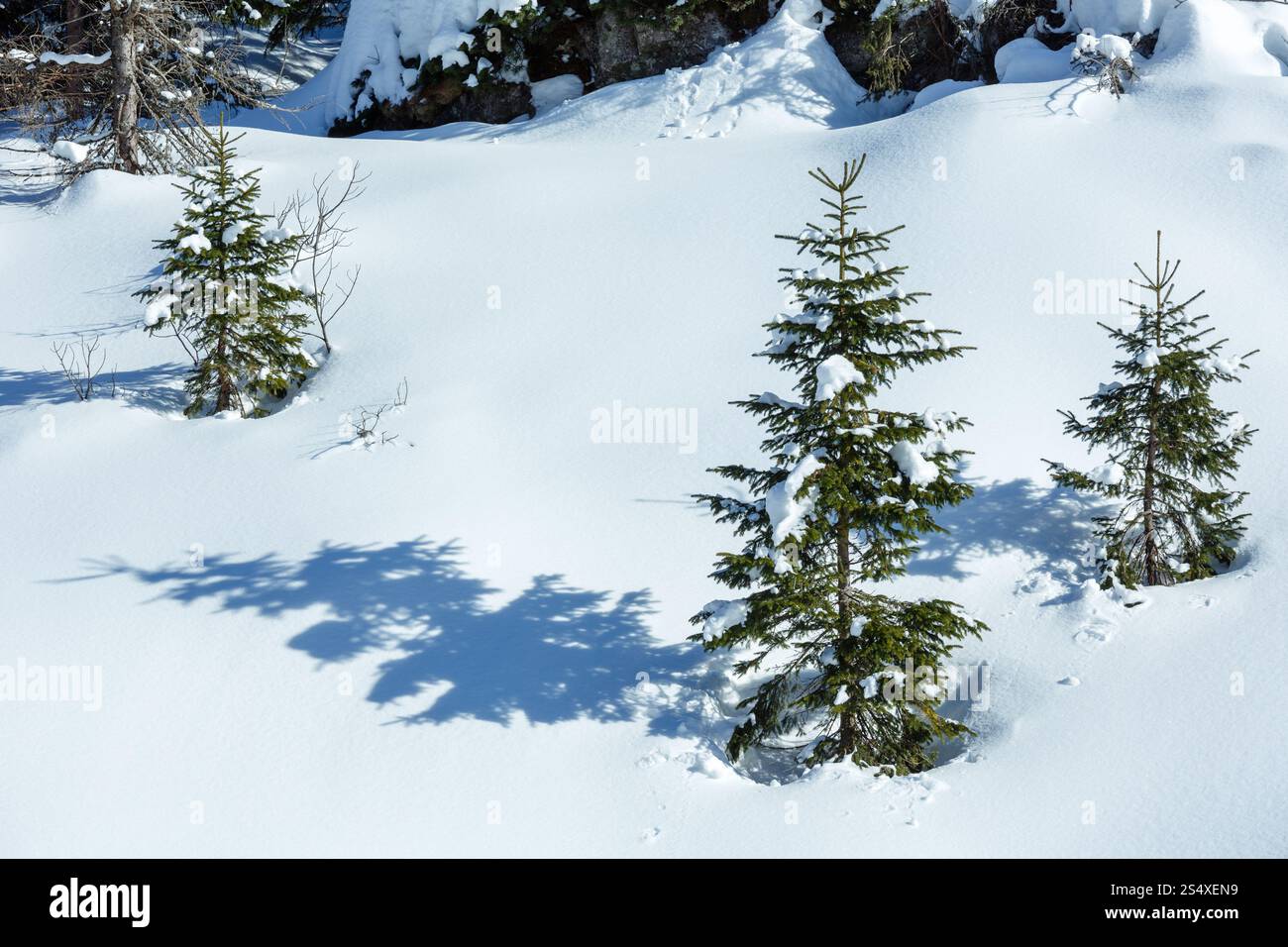 L'hiver la montagne enneigée hill avec neige et de petits sapins. Banque D'Images