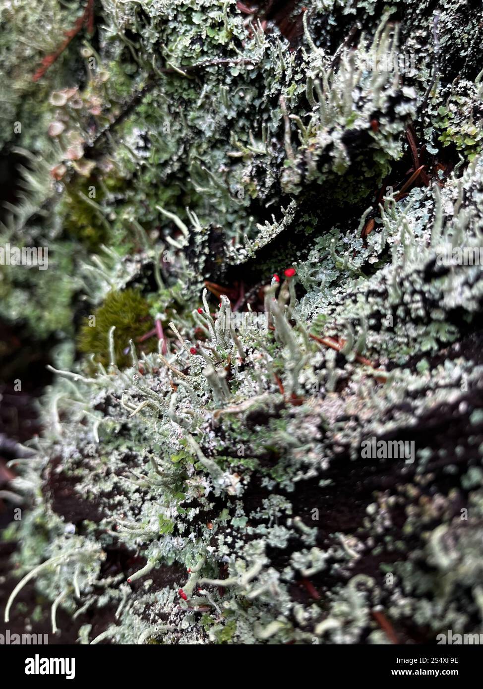 Soldats jouets (Cladonia bellidiflora) Banque D'Images