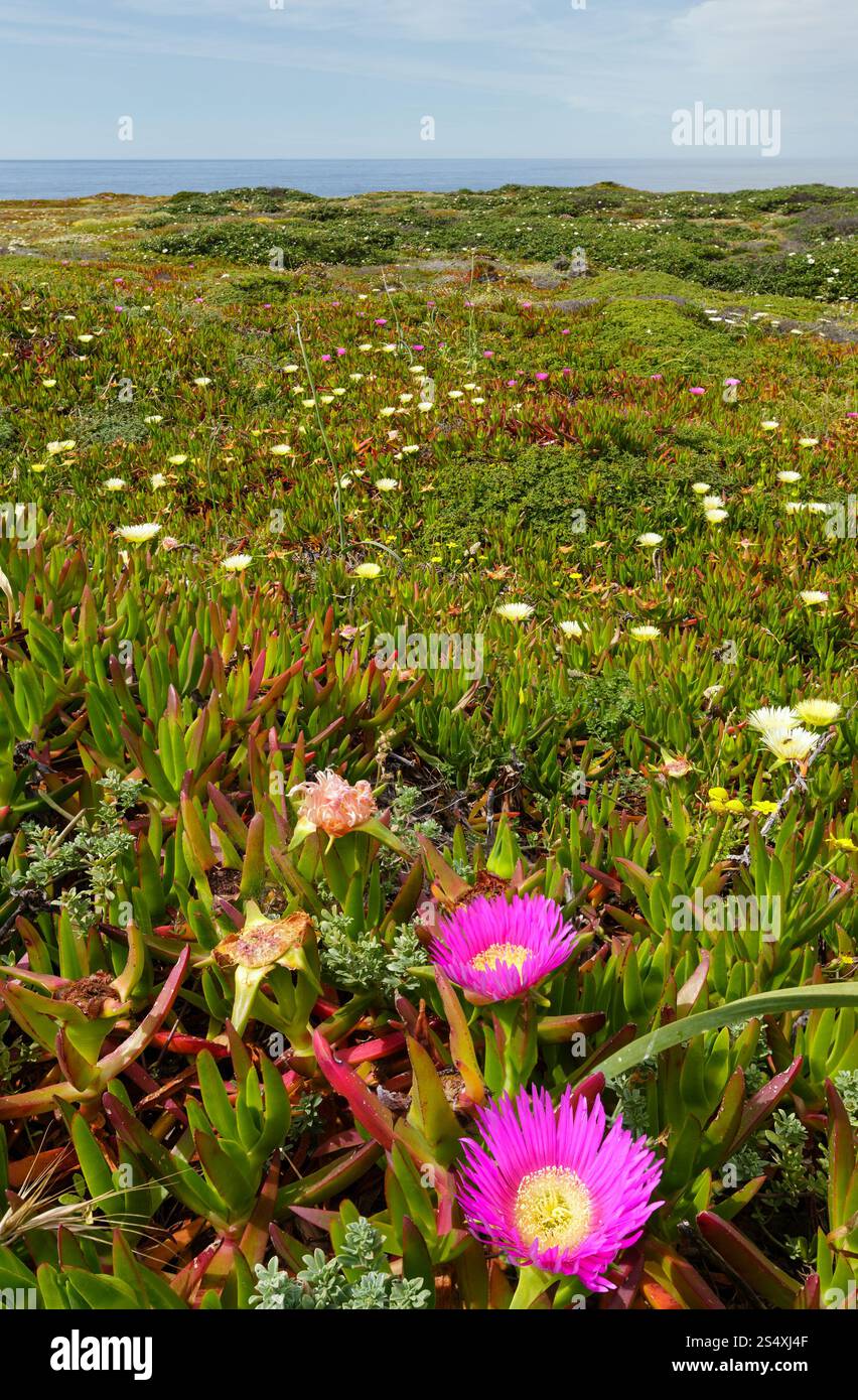 Floraison d'été shore avec fleurs de Carpobrotus (connu sous le nom de tété, usine à glace). Banque D'Images
