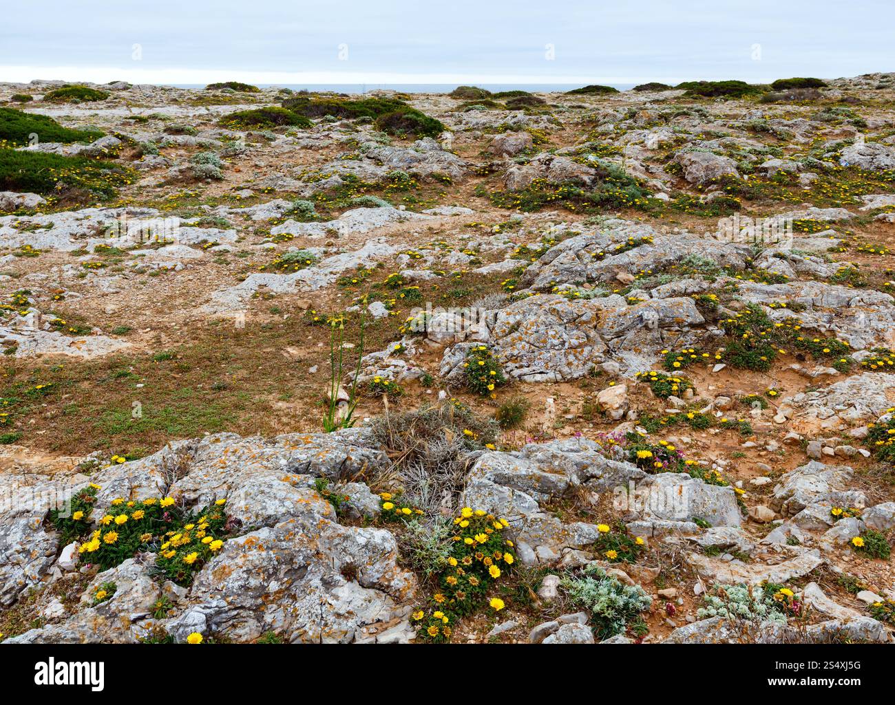 Floraison d'été côte rocheuse avec des fleurs jaunes. Banque D'Images