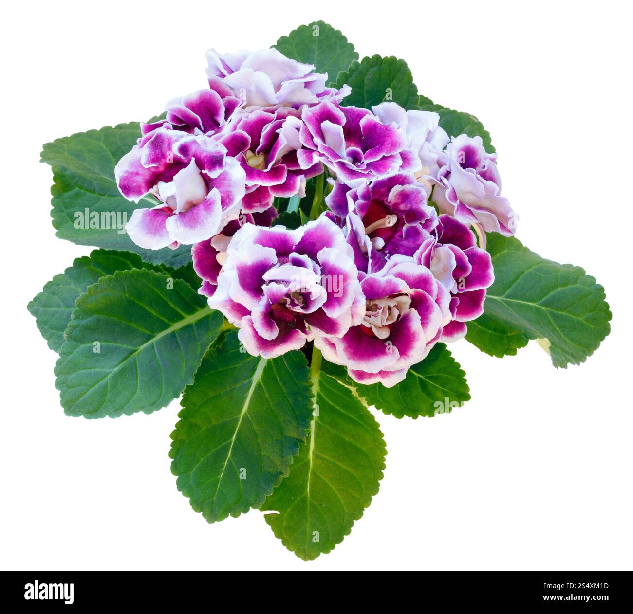 Gloxinia plante avec des fleurs violet-blanc en cache-pot isolated on white Banque D'Images