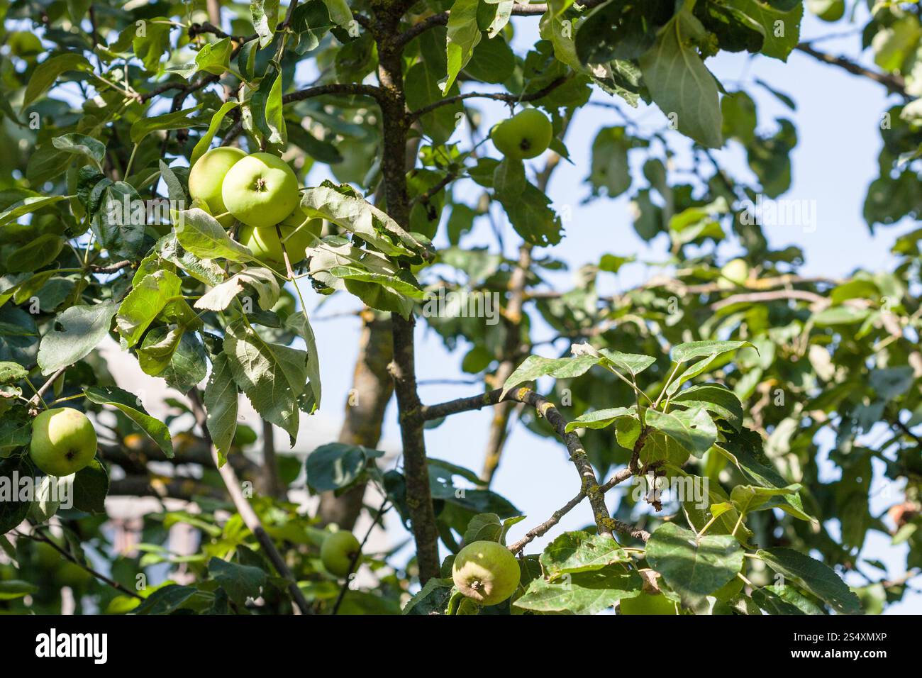 Apple Tree avec fruits verts dans village jardin en été 24 Banque D'Images