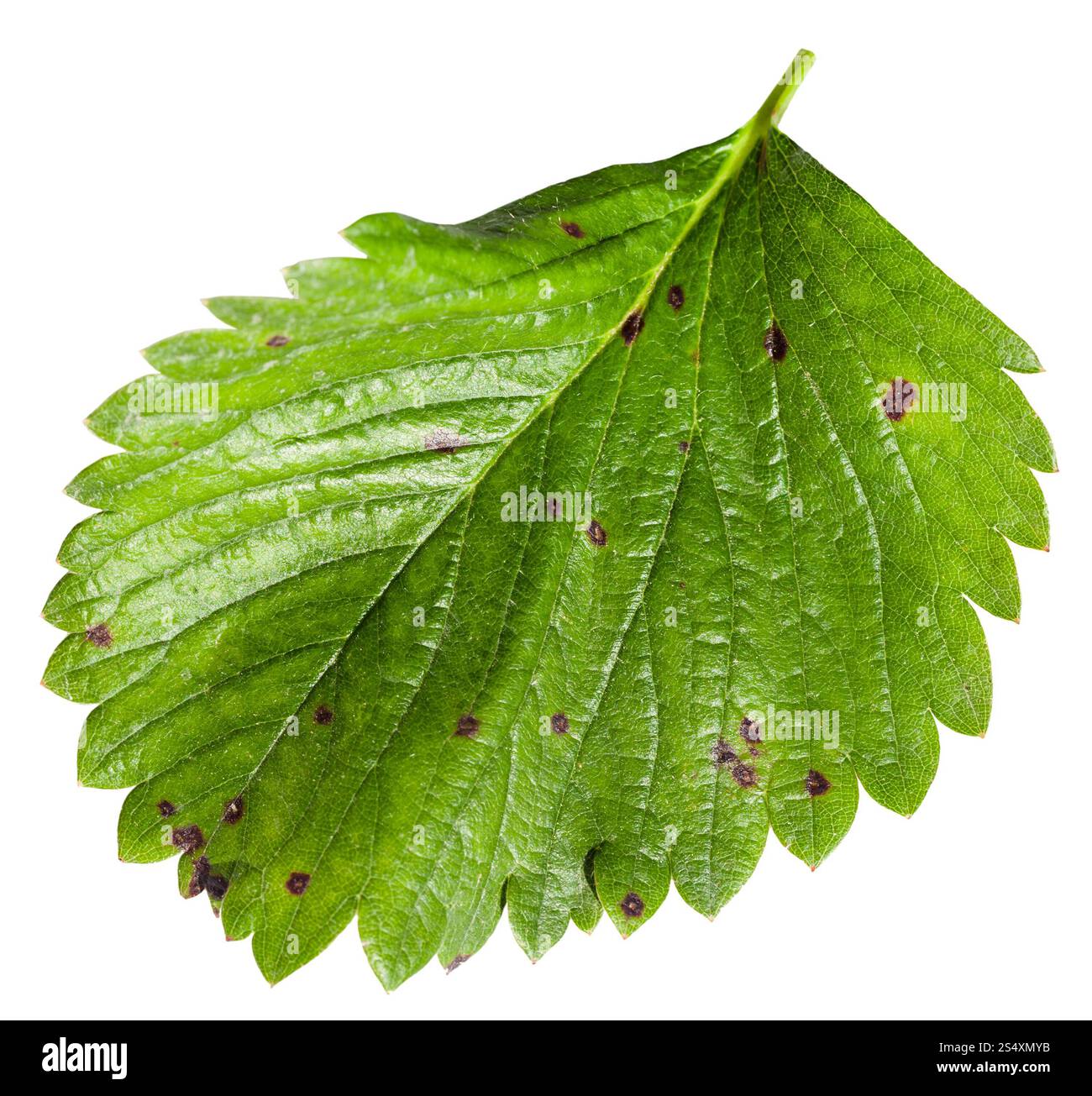 Feuille verte de jardin fraisier (Fragaria ananassa) isolé sur fond blanc Banque D'Images