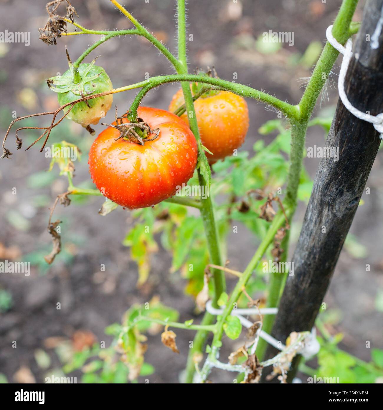 Les tomates rouges sur poteau dans le jardin de légumes après la pluie Banque D'Images
