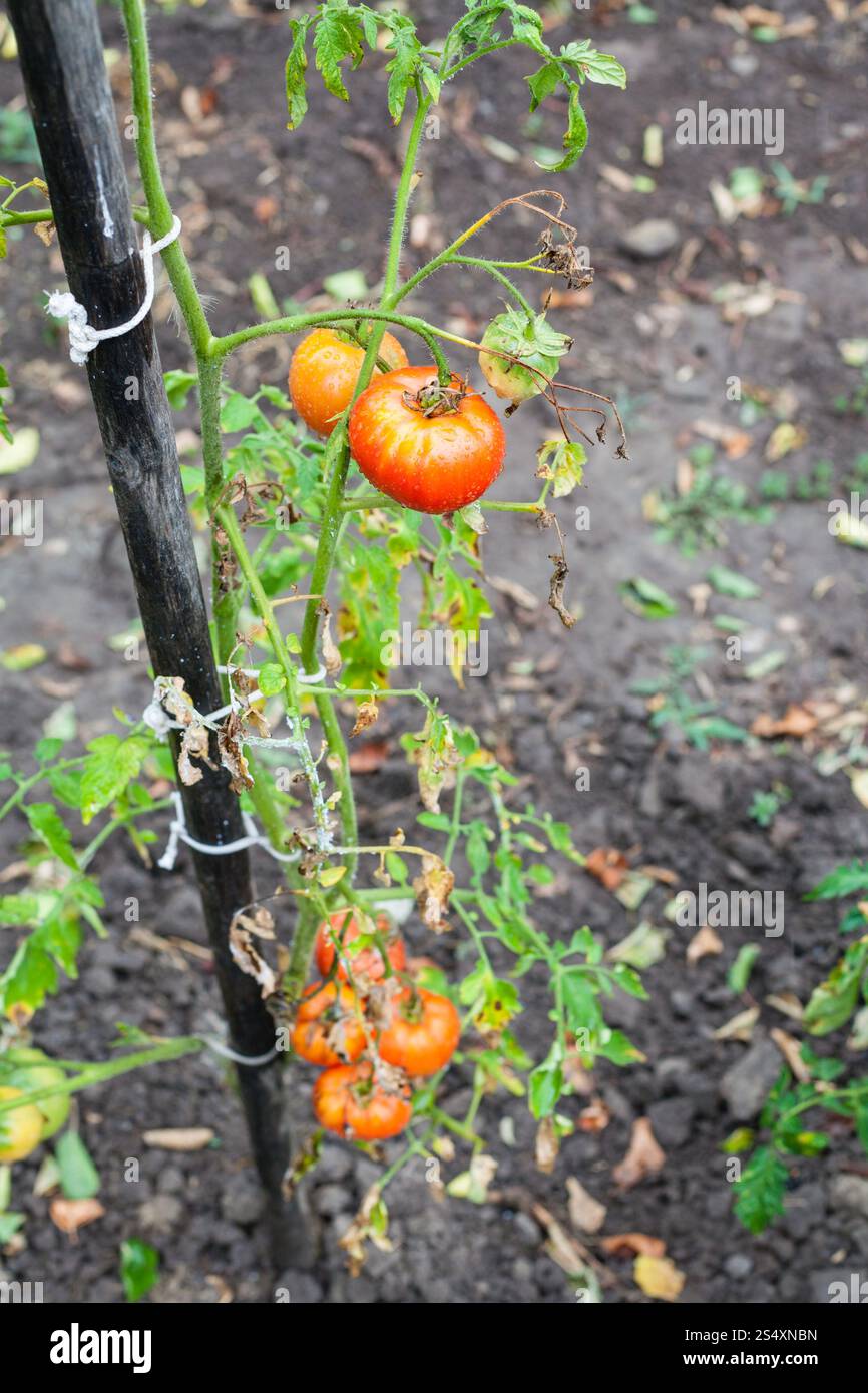 Bush avec les tomates rouges sur poteau dans le jardin de légumes après la pluie Banque D'Images