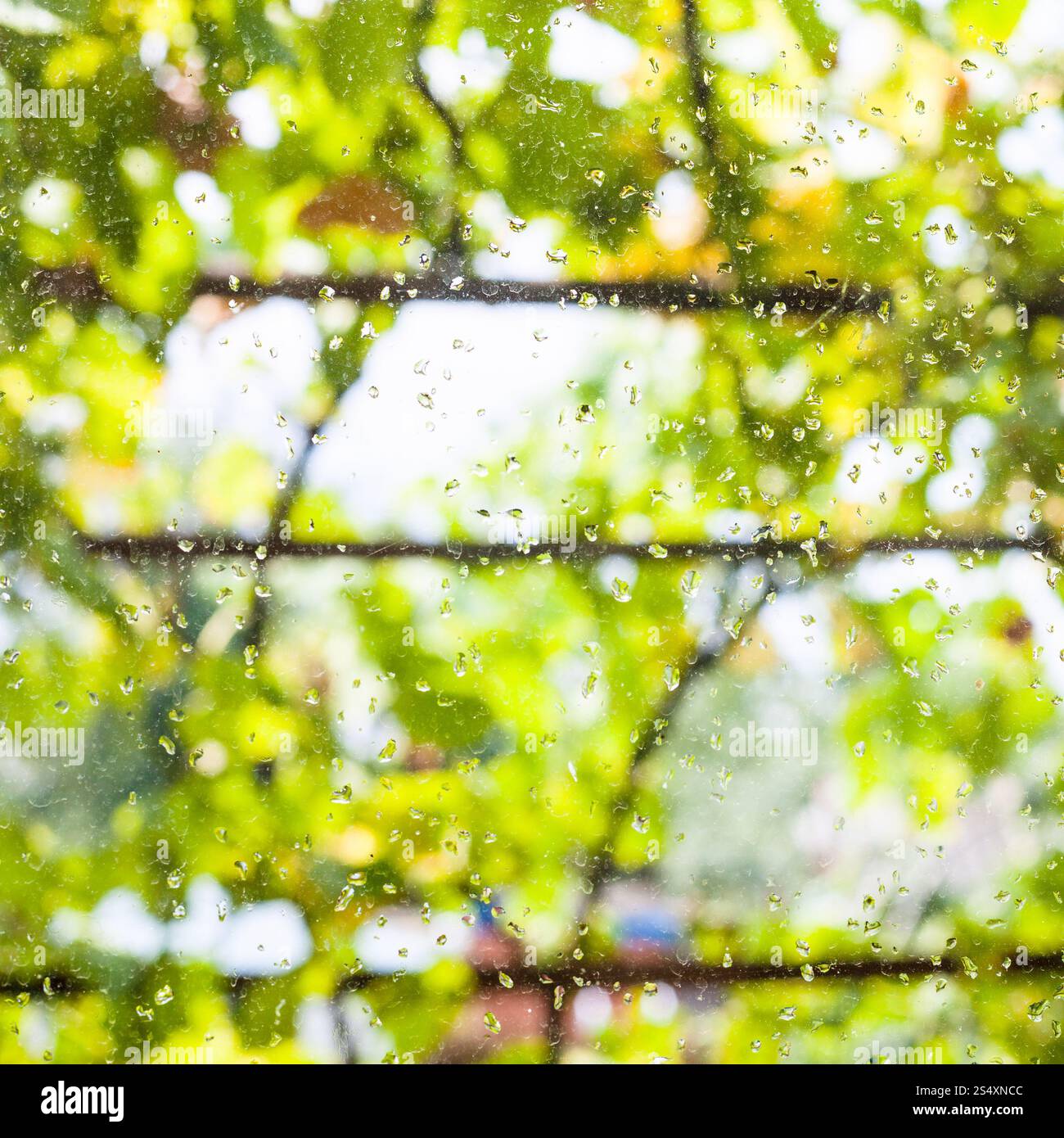 Les gouttes de pluie sur les vitres de maison de campagne et vignoble floue sur contexte en journée d'été Banque D'Images