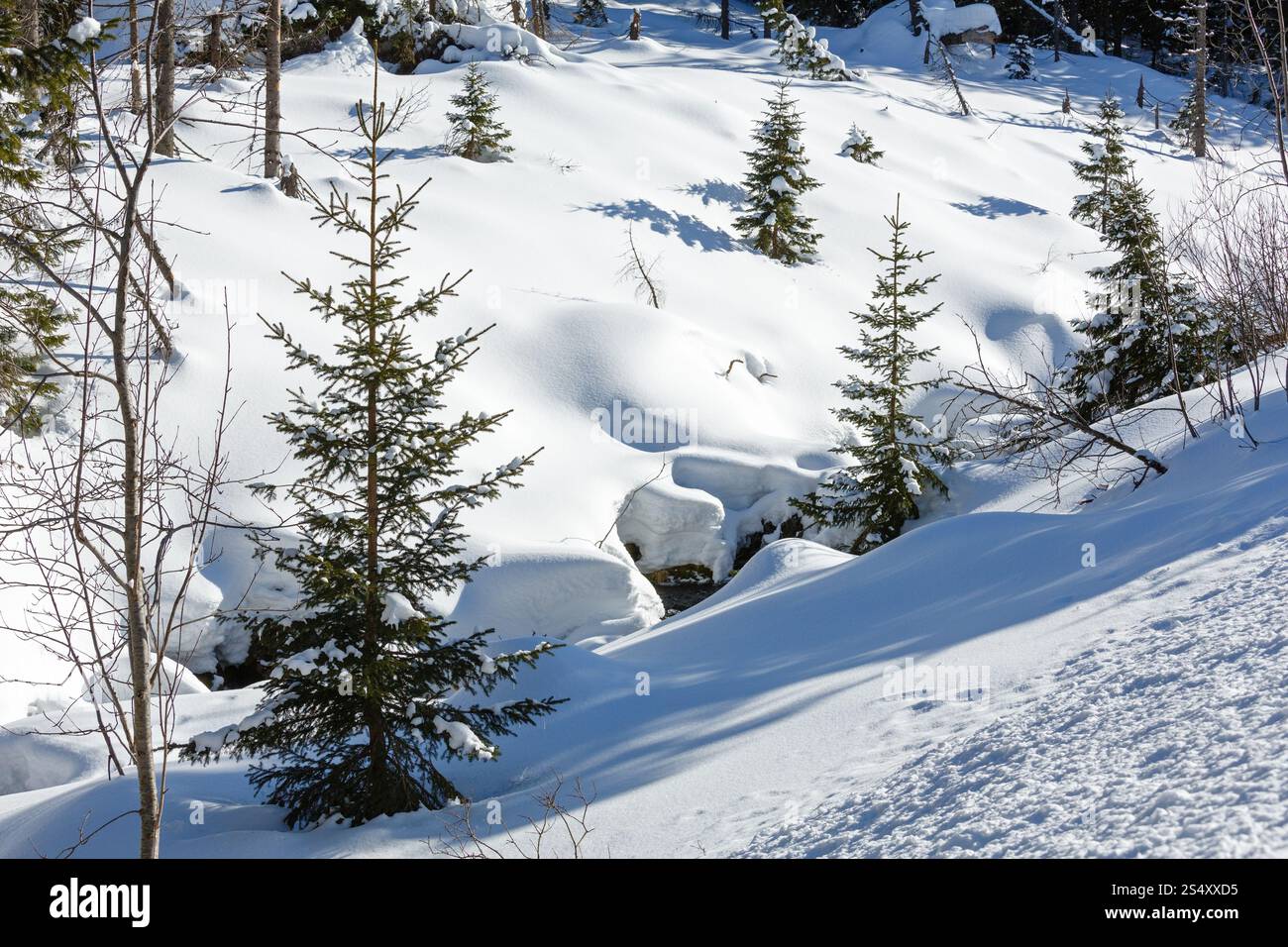 L'hiver la montagne enneigée hill avec des petits sapins et des cours sous la neige. Banque D'Images