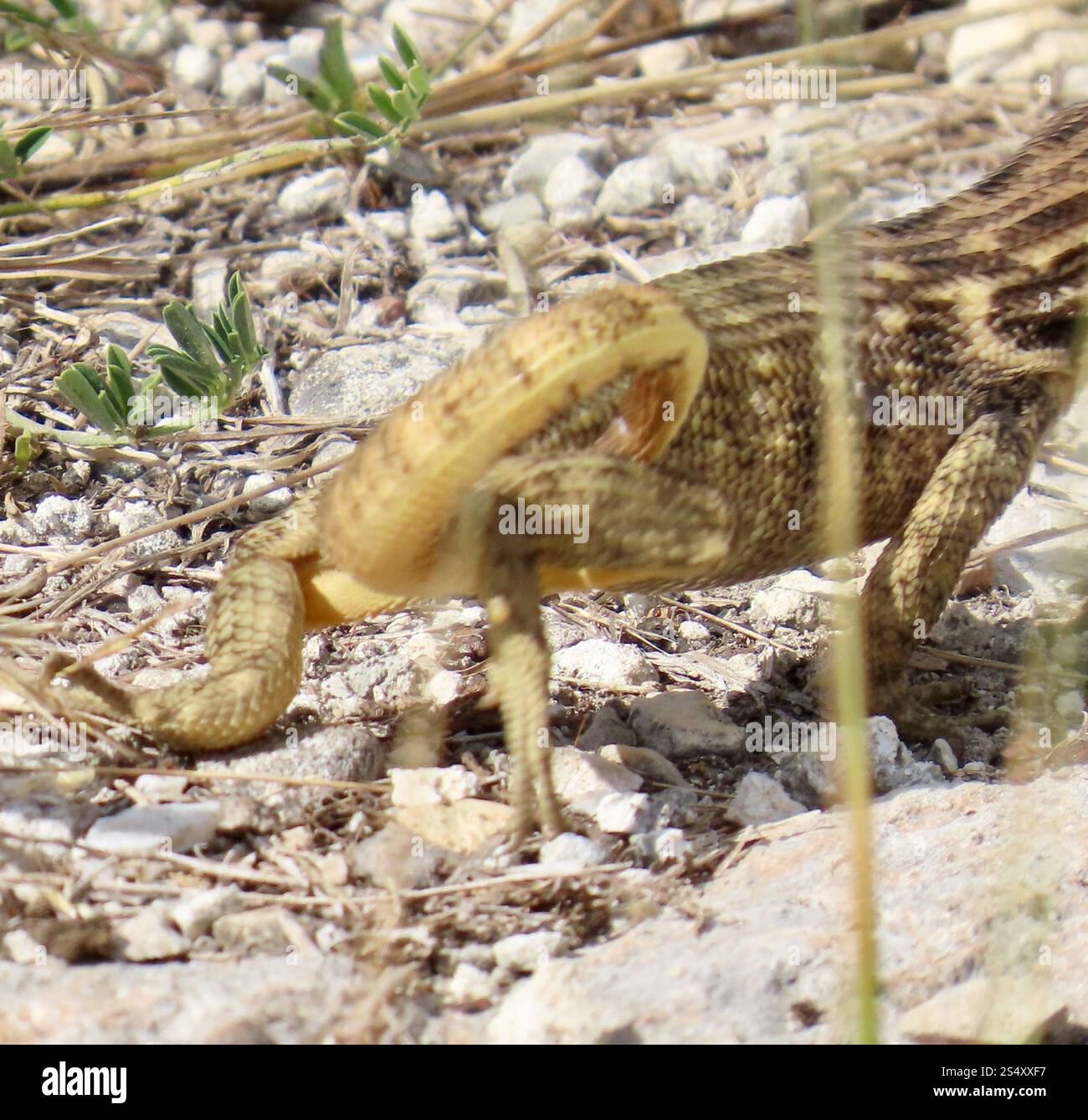 Le Lézard Curly nord (Leiocephalus carinatus) Banque D'Images