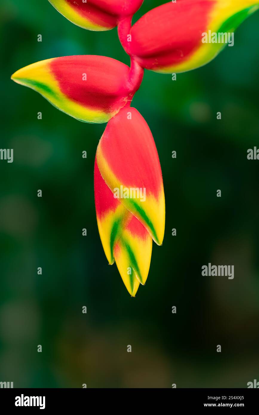 Gros plan de la fleur suspendue de la griffe de homard, heliconia rostrata, sur un fond vert foncé Banque D'Images