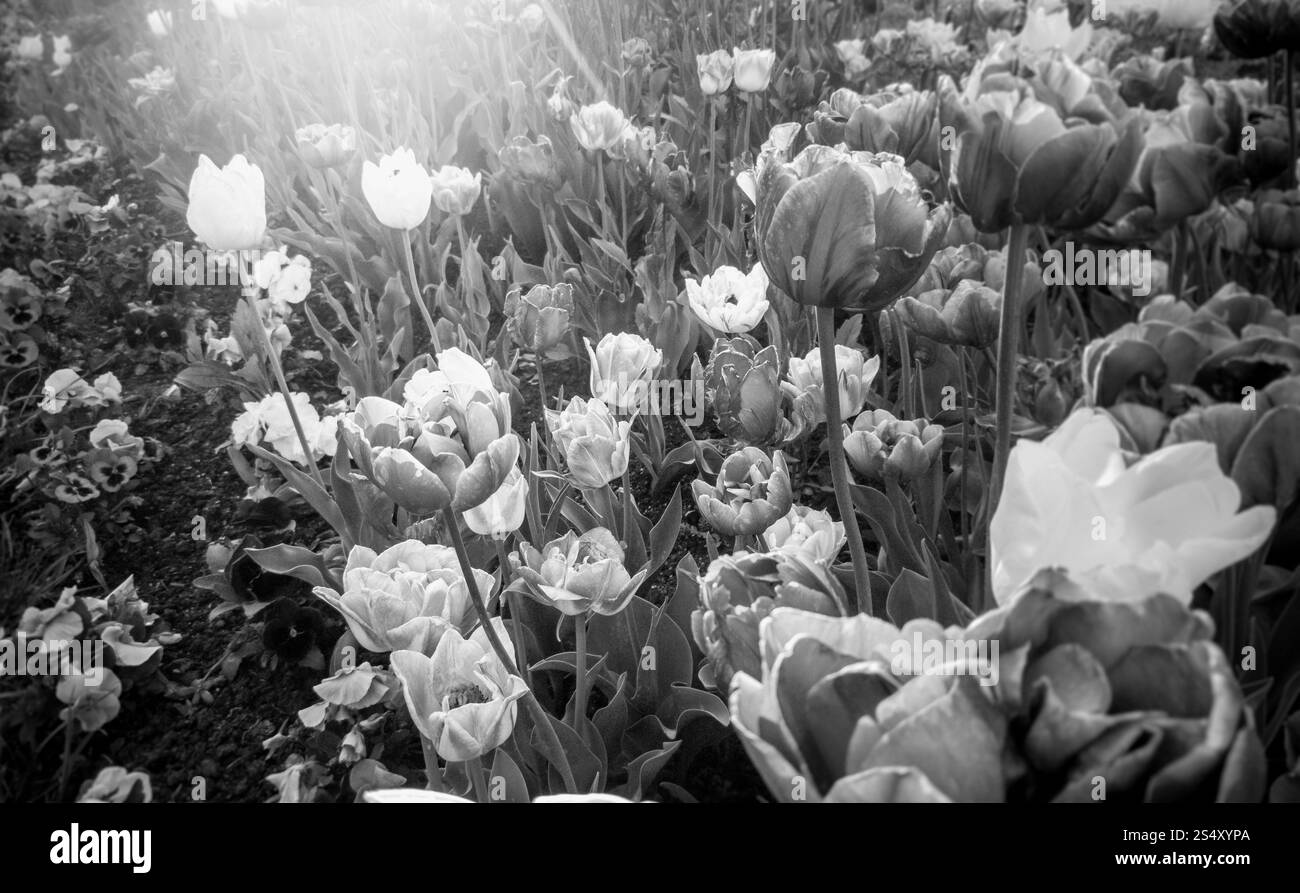 Paysage noir et blanc de tulipes poussant sur des parterres de Banque D'Images