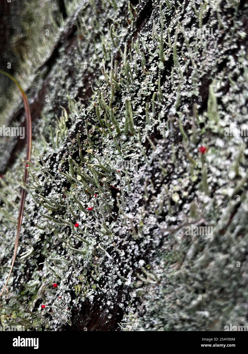Soldats jouets (Cladonia bellidiflora) Banque D'Images