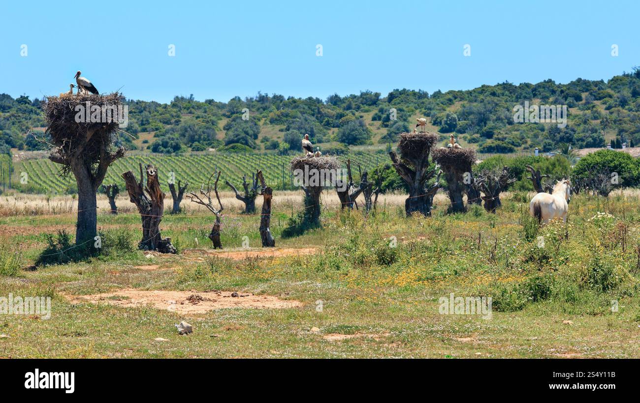 Nid de cigognes sur les troncs d'arbre sec top. Pays d'été paysage. Portugal (entre Lisbonne et Algarve). Banque D'Images