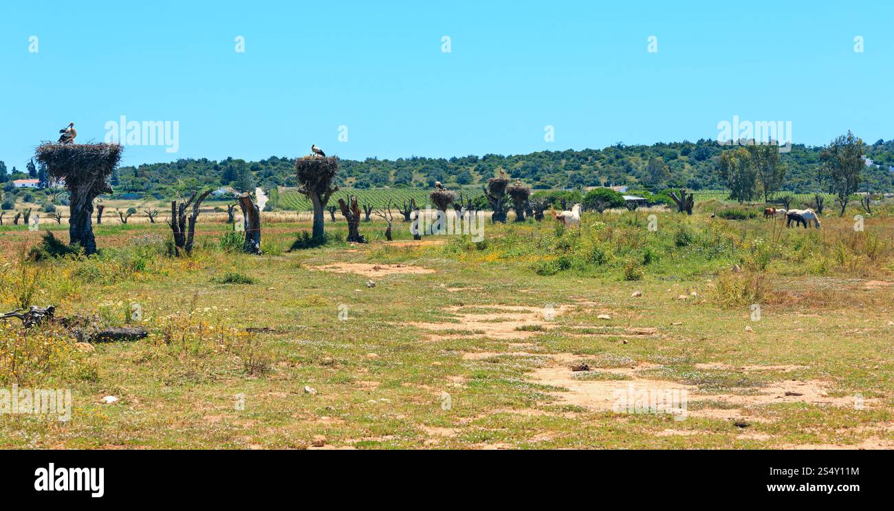 Nid de cigognes sur les troncs d'arbre sec top. Pays d'été paysage. Portugal (entre Lisbonne et Algarve). Banque D'Images