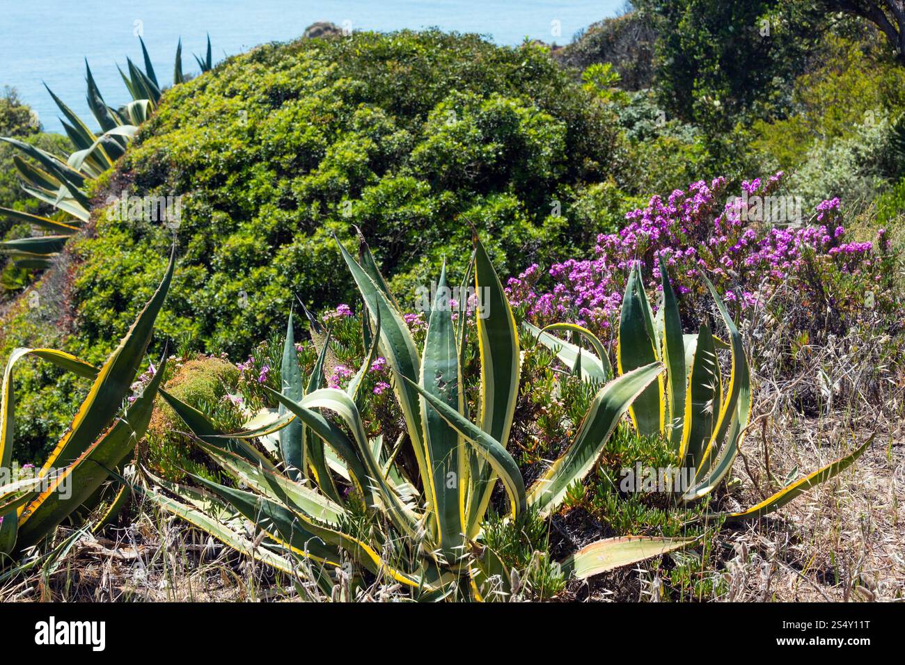 Agave panaché et fleurs violettes sur la côte d'été. Banque D'Images