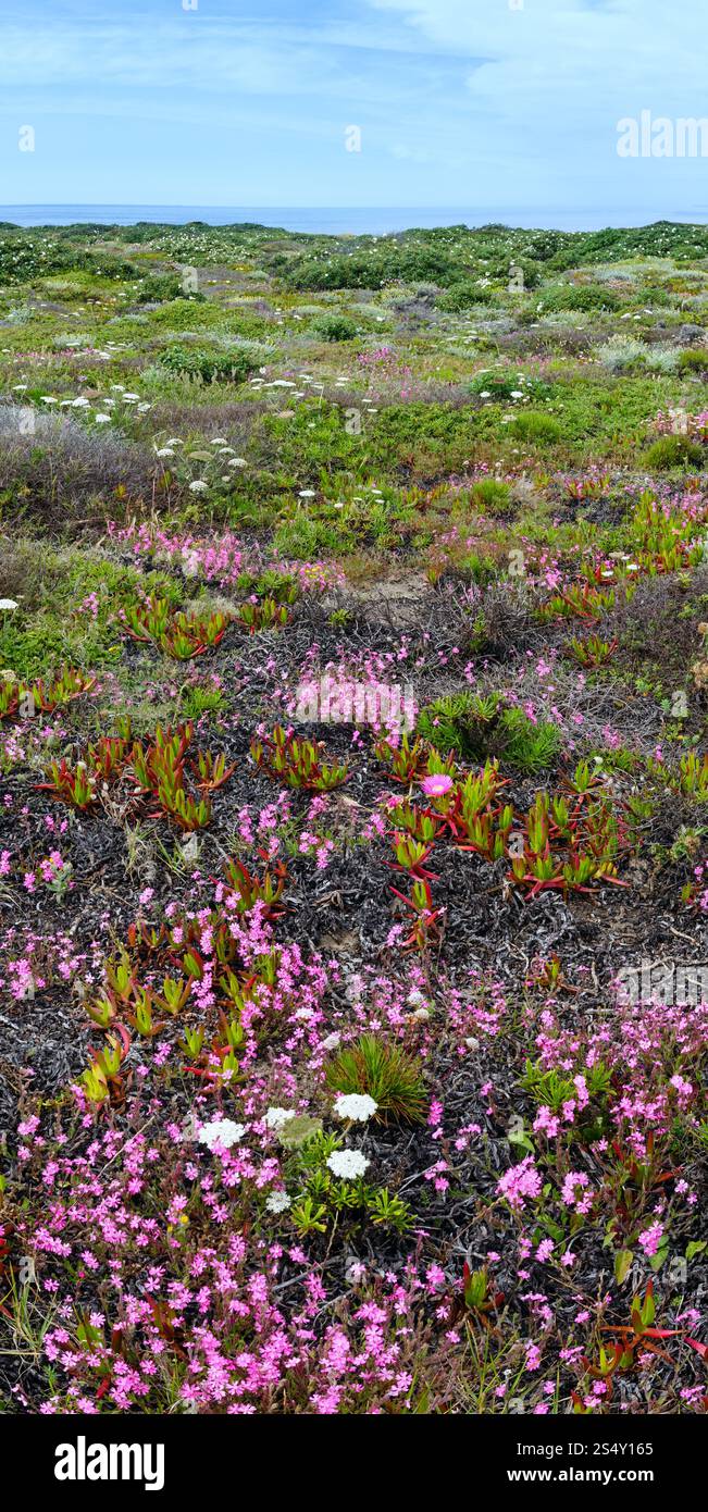Floraison d'été shore avec fleurs de Carpobrotus (connu sous le nom de tété, usine à glace). Banque D'Images