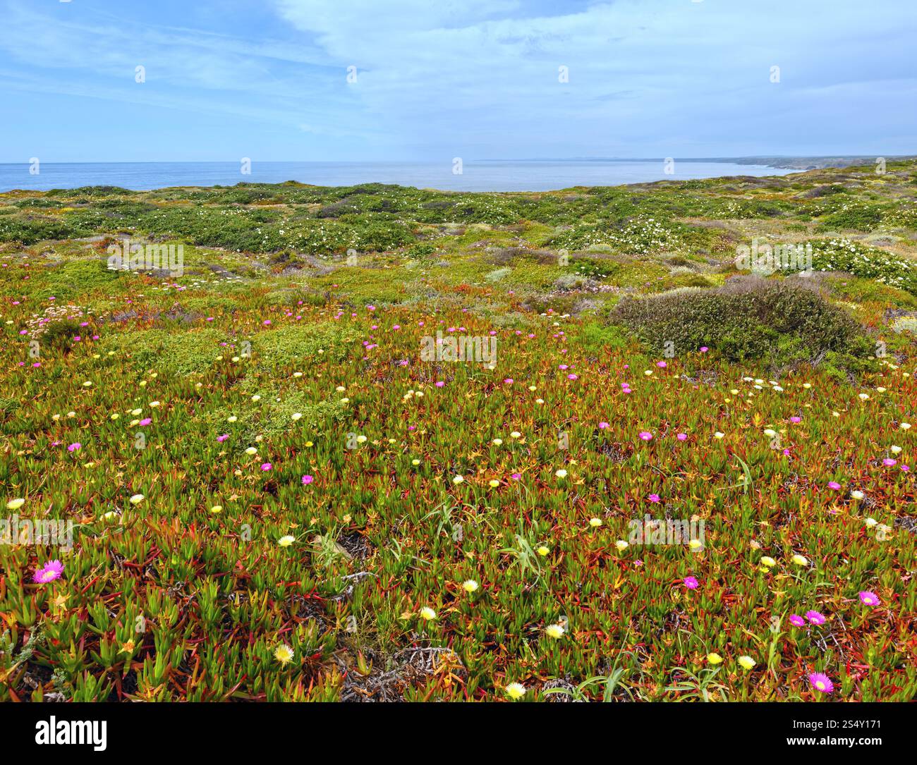 Floraison d'été shore avec fleurs de Carpobrotus (connu sous le nom de tété, usine à glace). Banque D'Images
