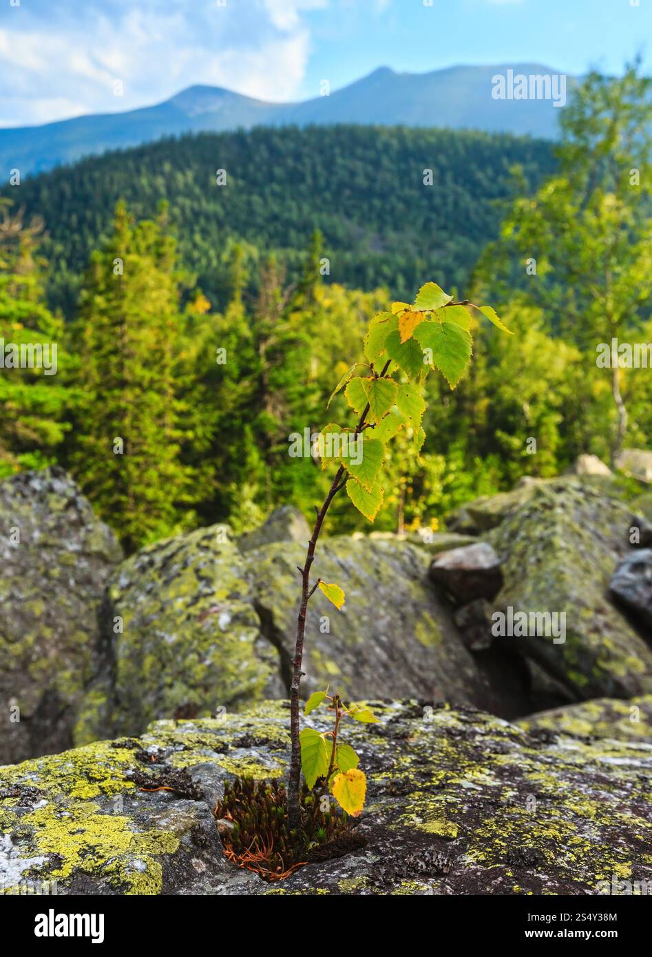 Petit arbre sur la pierre. Paysage d'été des Carpates, l'Ukraine. Banque D'Images
