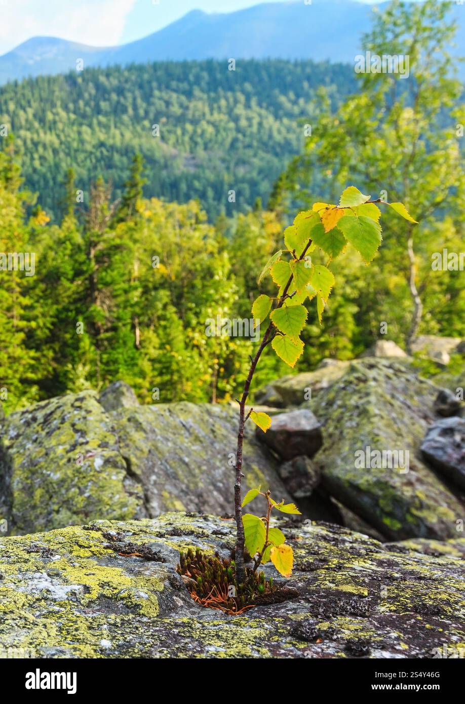 Petit arbre sur la pierre. Paysage d'été des Carpates, l'Ukraine. Banque D'Images